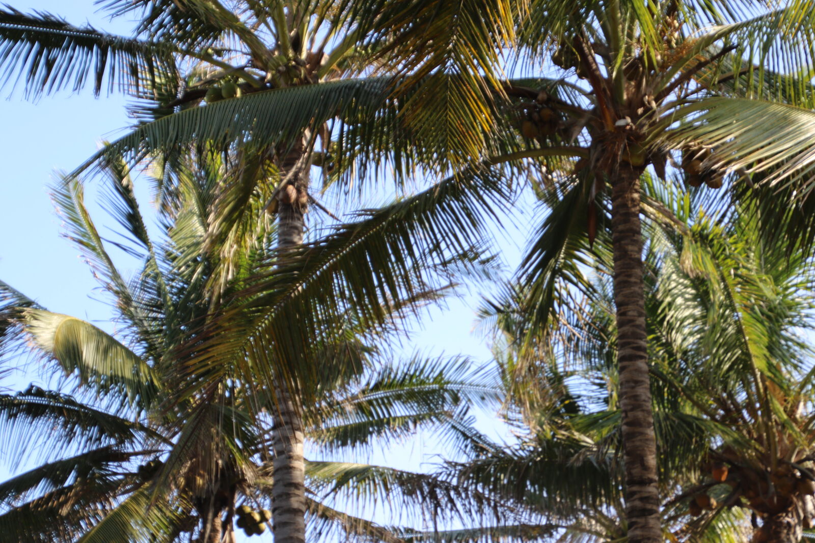 Canon EOS 7D Mark II sample photo. Blue, sky, coconut, palm photography
