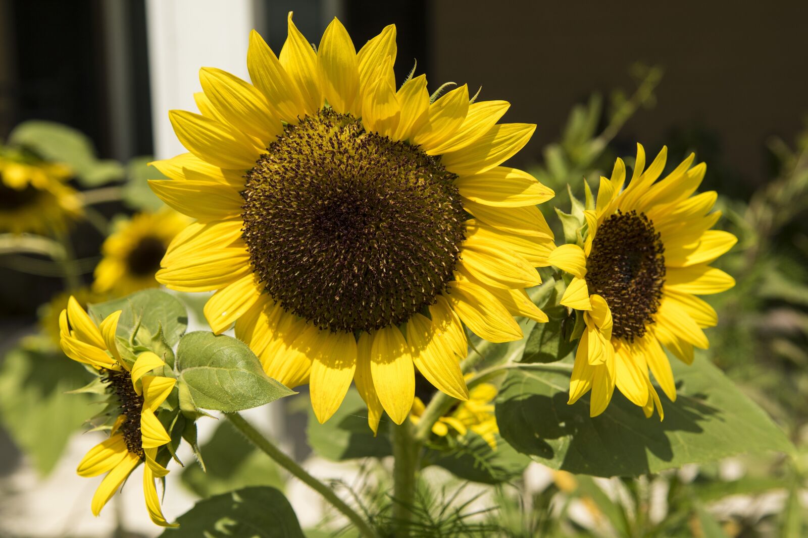Nikon D5500 sample photo. Sunflowers, flowers, yellow photography