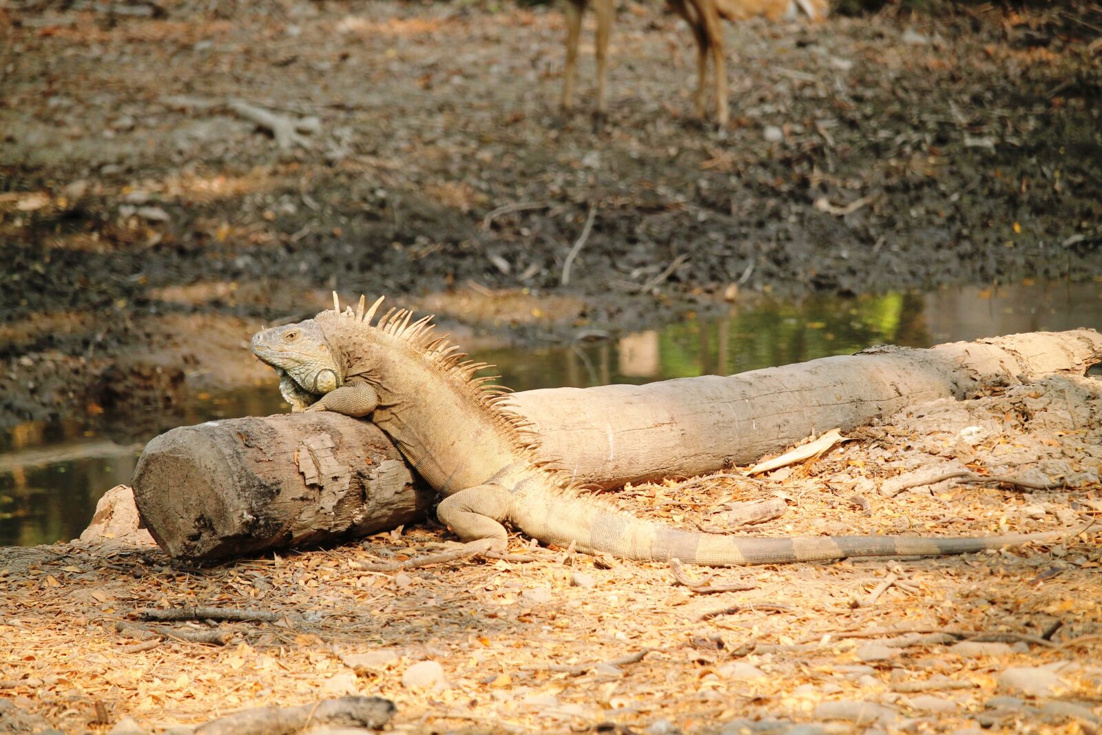 Canon EOS 1100D (EOS Rebel T3 / EOS Kiss X50) sample photo. Iguana, reptile, animal photography