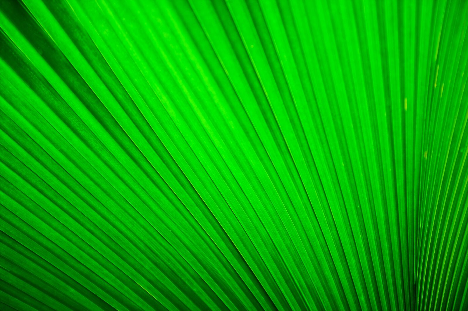 Fujifilm FinePix X100 sample photo. Fan palm, green, leaf photography