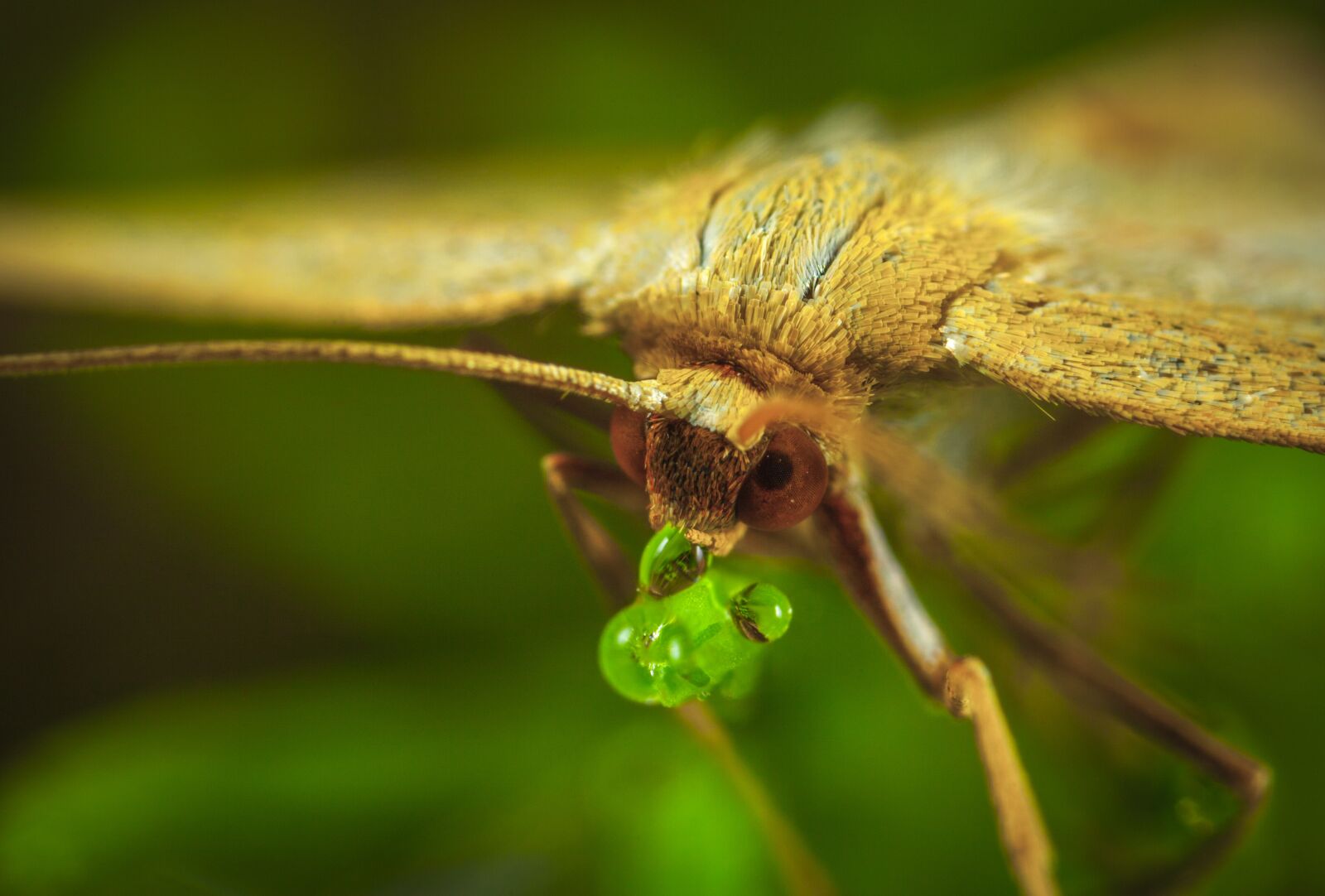 Canon EOS 5D Mark II + Canon MP-E 65mm F2.5 1-5x Macro Photo sample photo. Insect, nature, living nature photography