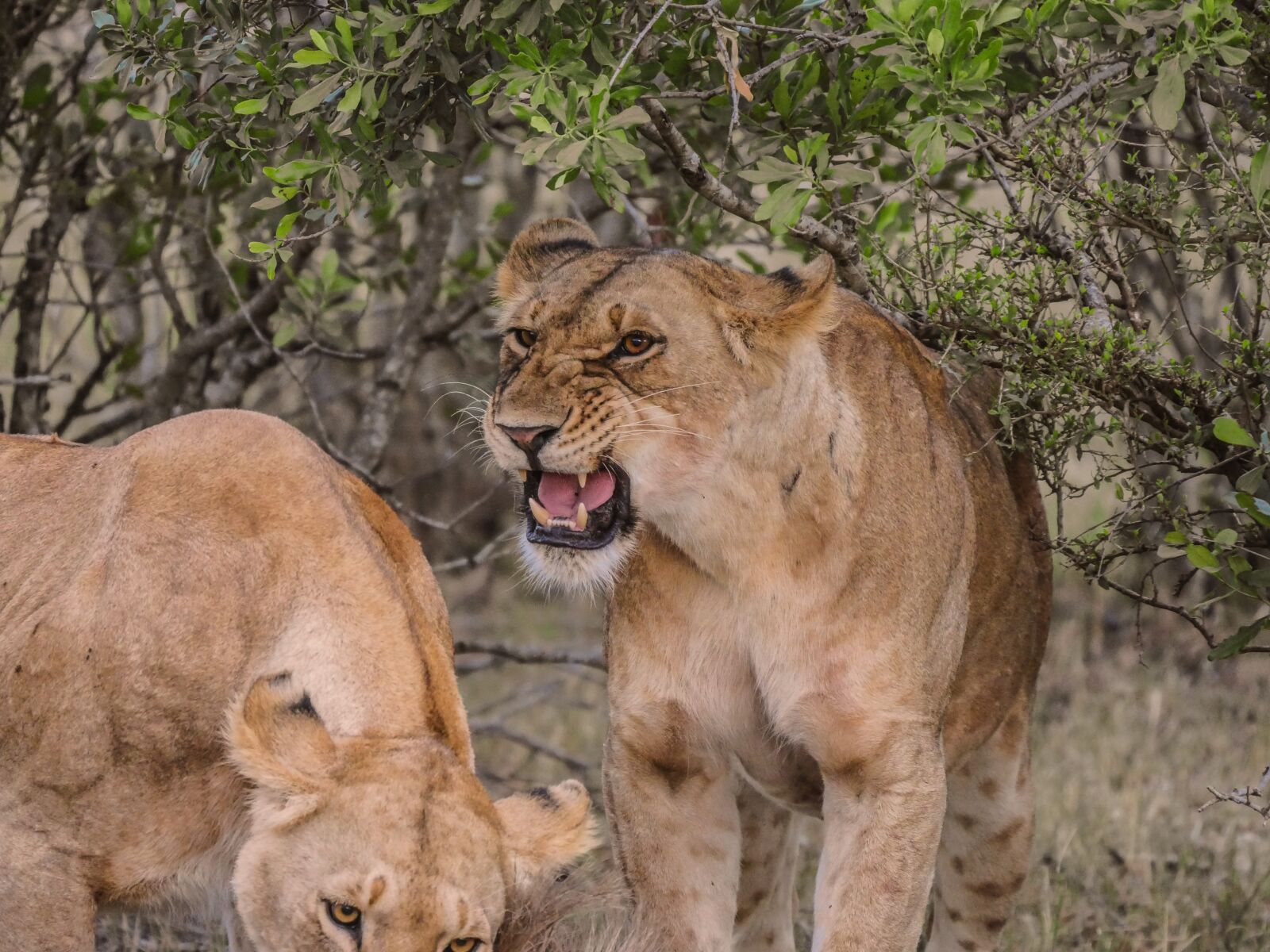 Panasonic Lumix DMC-GX8 + LEICA DG 100-400/F4.0-6.3 sample photo. Lion, aggressive, threat photography