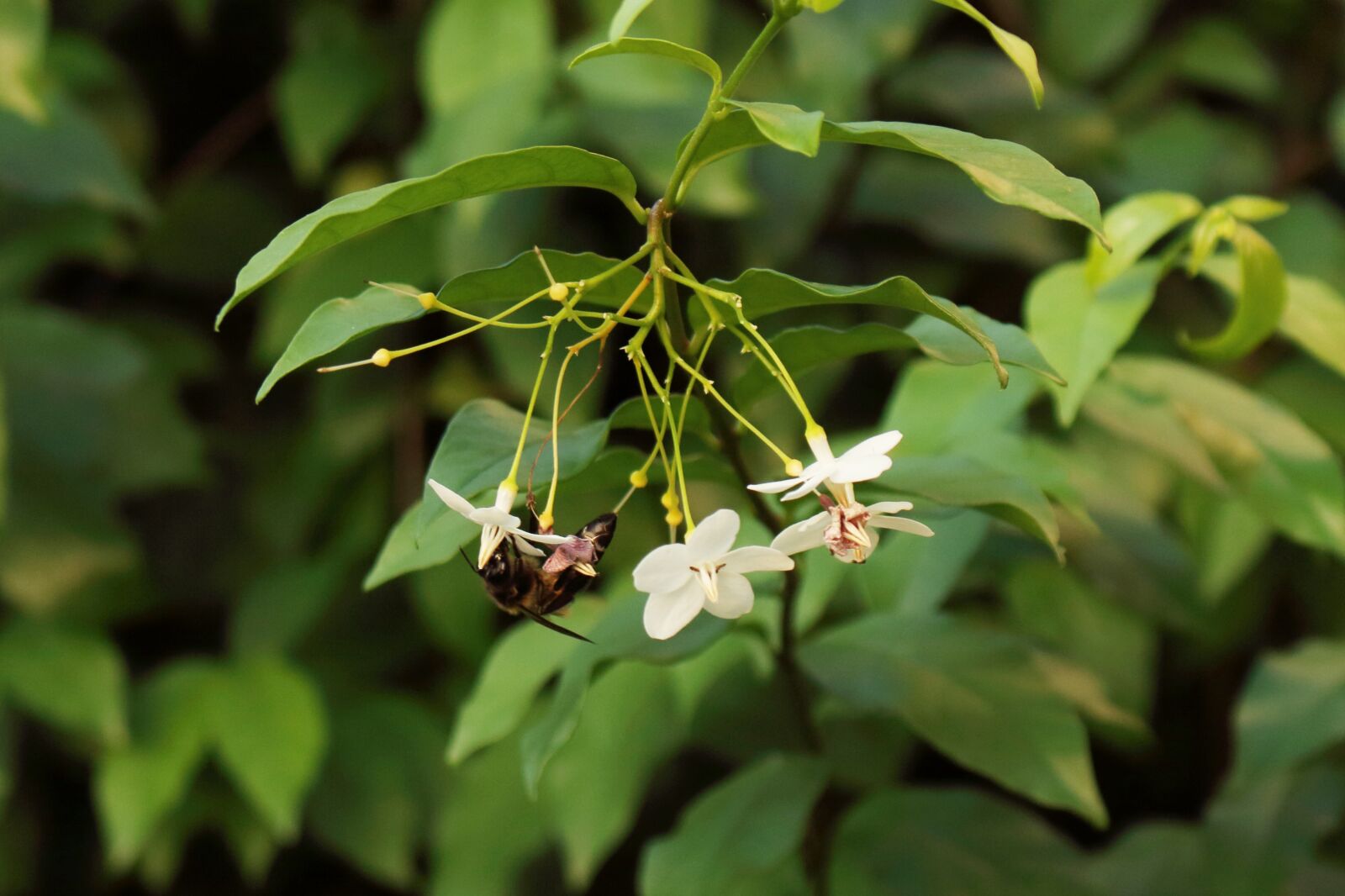 Canon EOS 700D (EOS Rebel T5i / EOS Kiss X7i) sample photo. Nature, bee, leaf photography