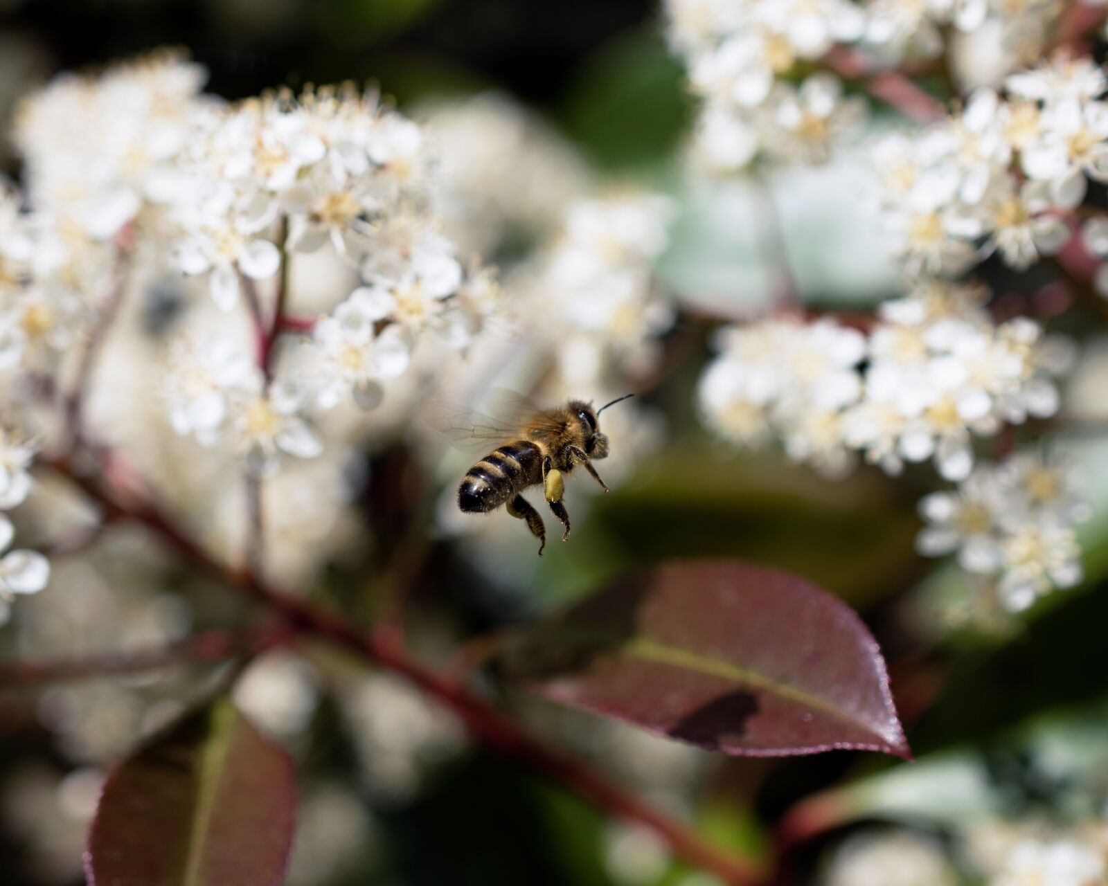 Nikon D5600 sample photo. Bee, flower, forage photography