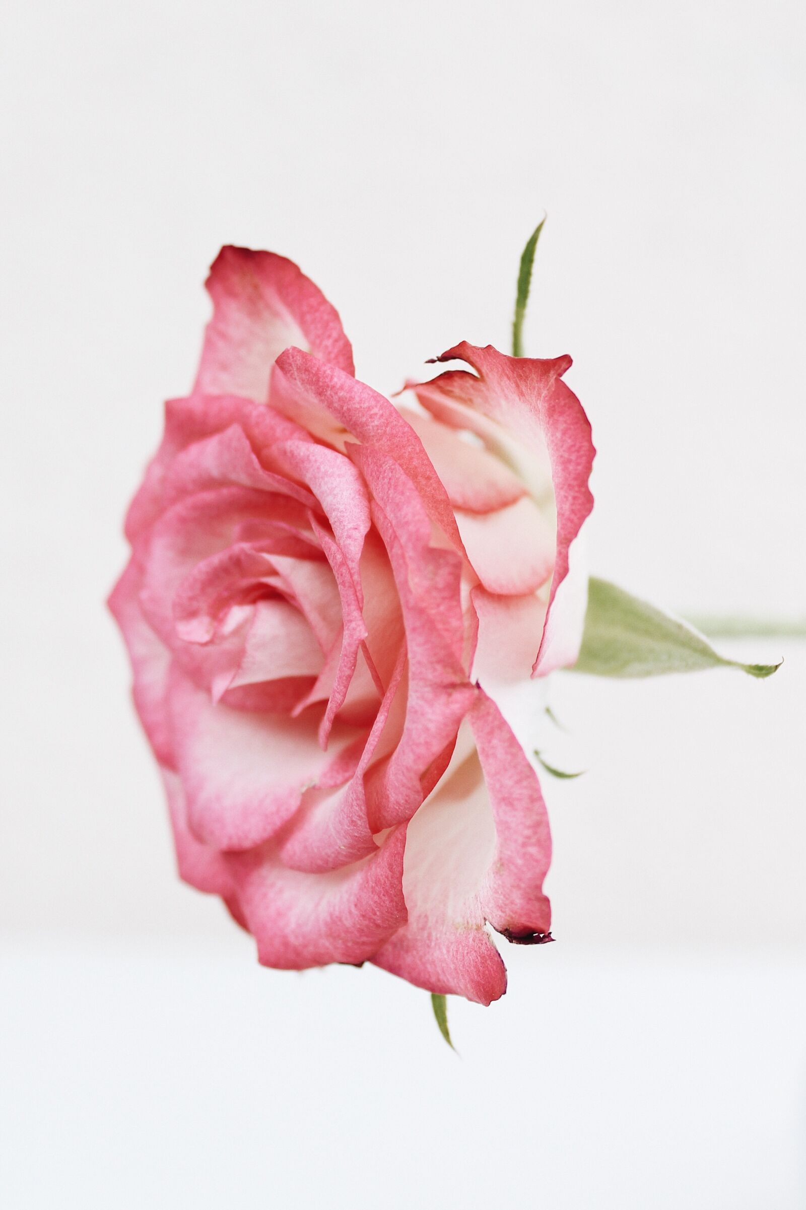 Canon EOS 1100D (EOS Rebel T3 / EOS Kiss X50) sample photo. Rose, summer, pink photography