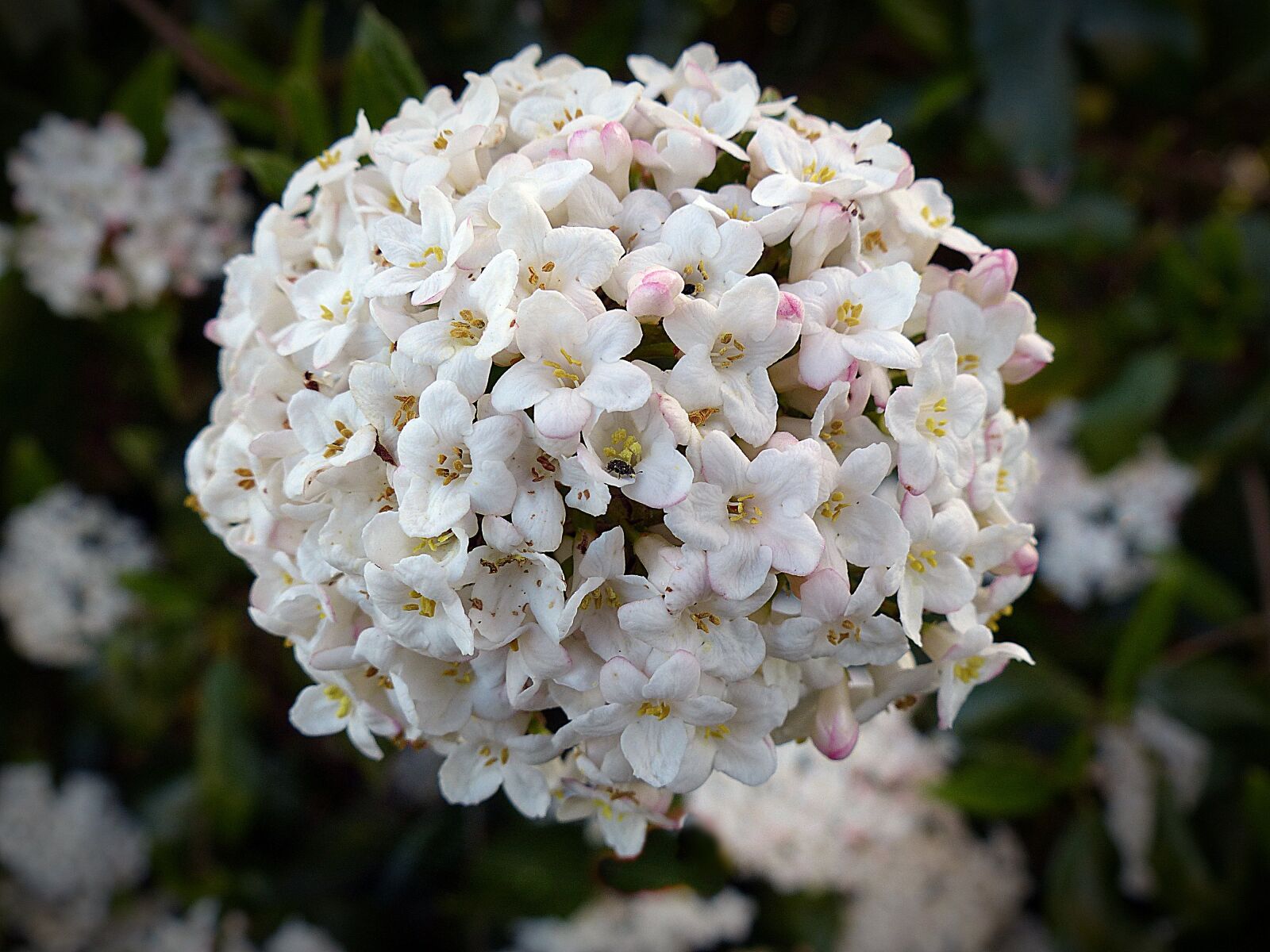 Panasonic Lumix DMC-FZ200 sample photo. Flower, snow ball, blossom photography