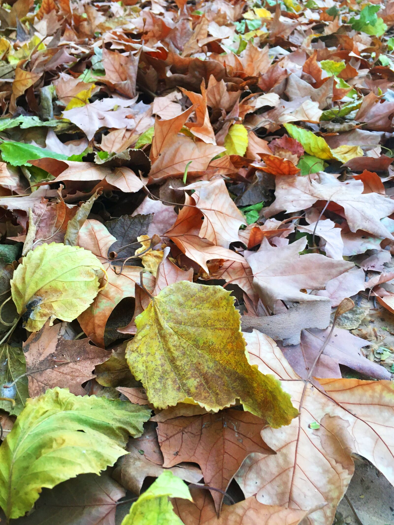 Apple iPhone 6s sample photo. Autumn, leaves, leaf photography