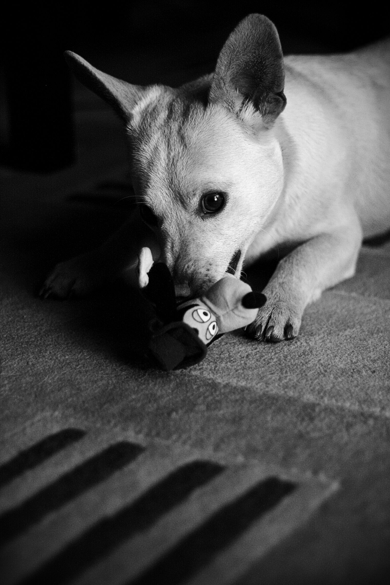 Canon EOS 400D (EOS Digital Rebel XTi / EOS Kiss Digital X) sample photo. Adorable, dog photography