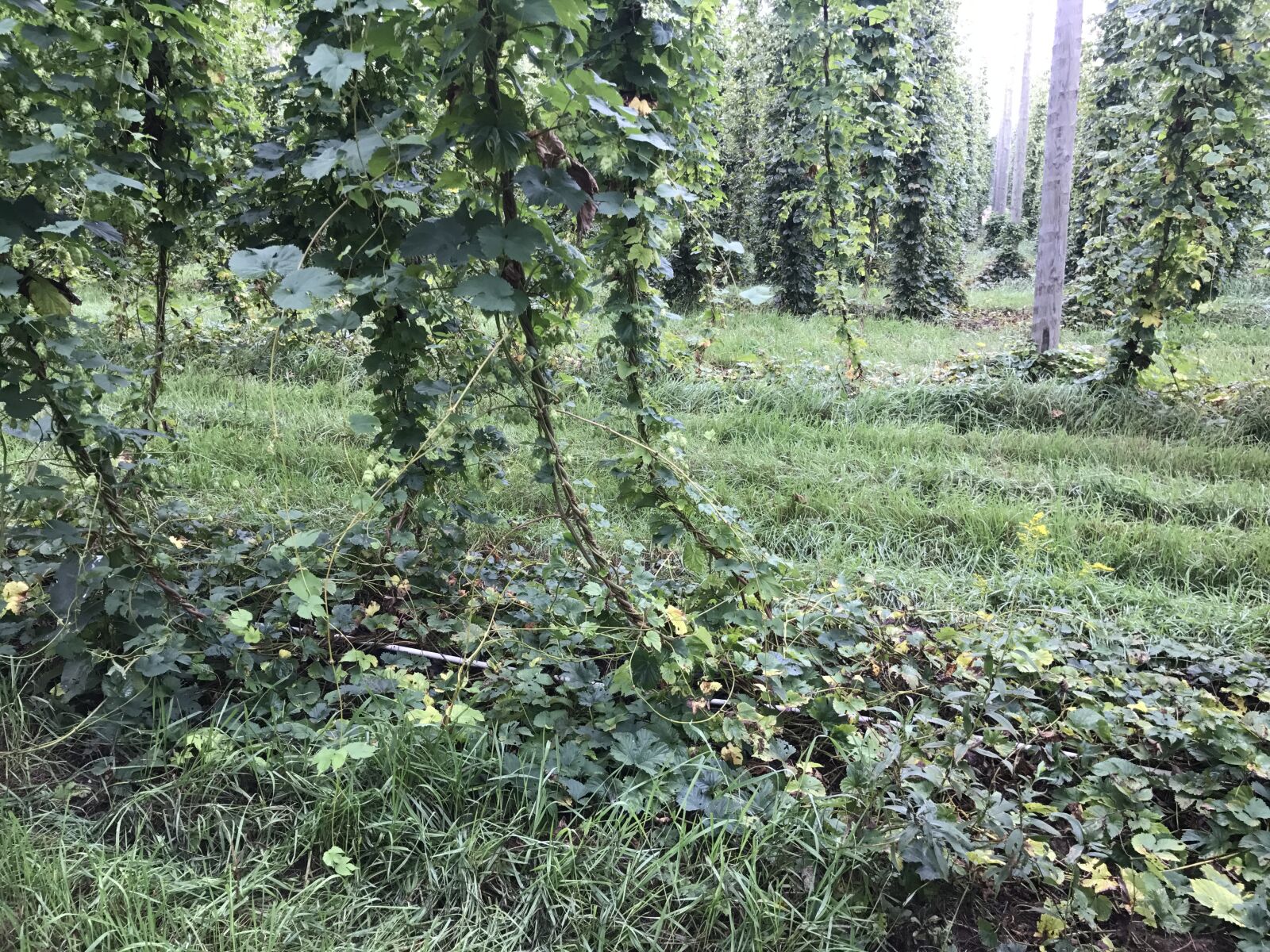 iPhone 7 back camera 3.99mm f/1.8 sample photo. Hop, yard, hops photography
