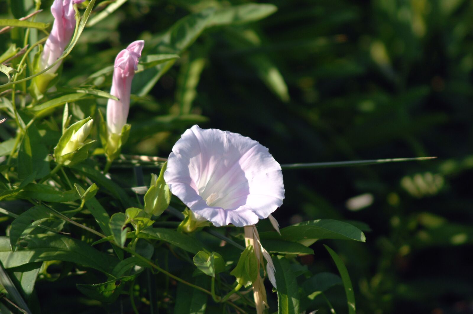 Nikon D2Xs sample photo. Bindweed, wildflower, flowers photography