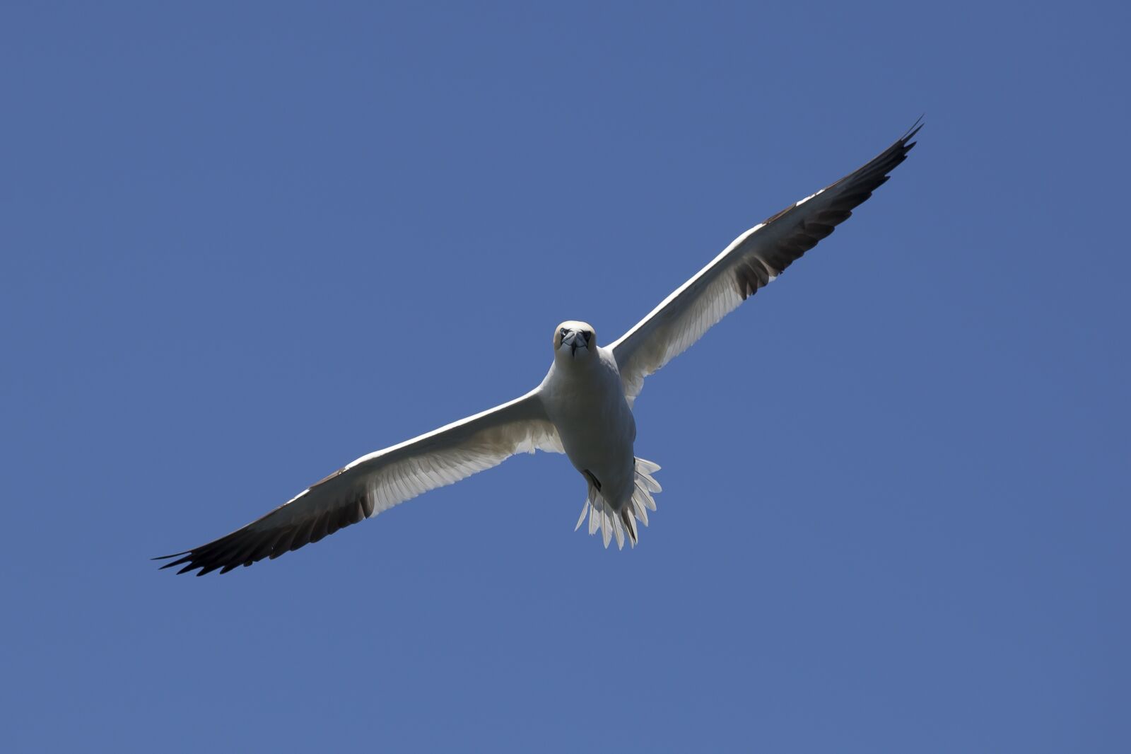 Canon EOS 5D Mark II sample photo. Bird, gannet, nature photography
