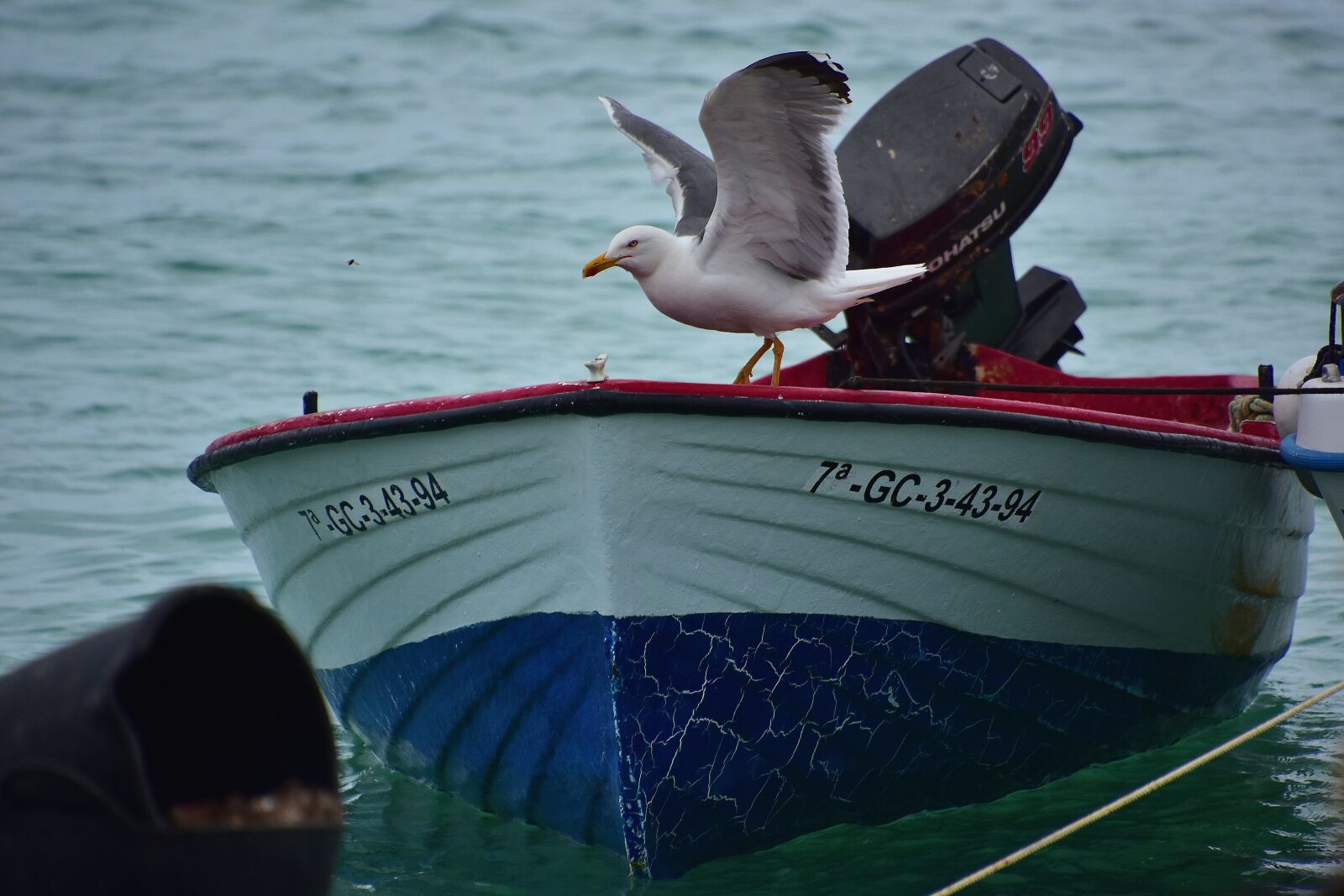 Nikon D7200 sample photo. Seagull, birds, seabirds photography