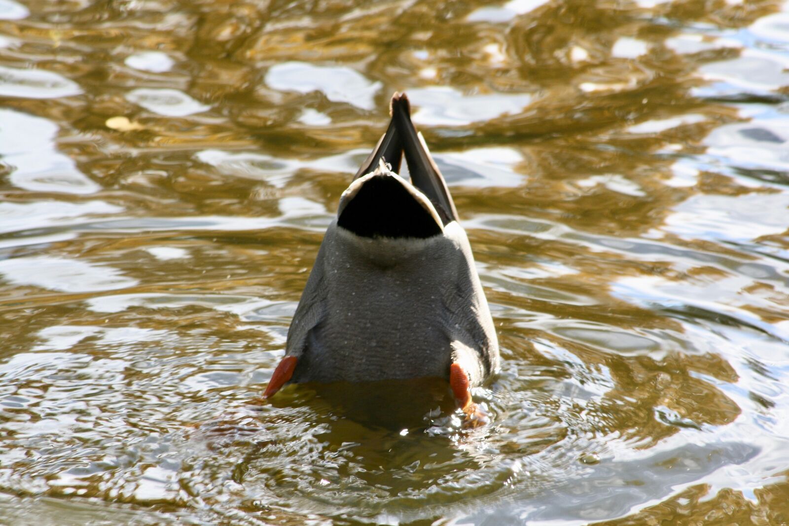 Canon EOS 400D (EOS Digital Rebel XTi / EOS Kiss Digital X) sample photo. Duck, mallard, diving photography