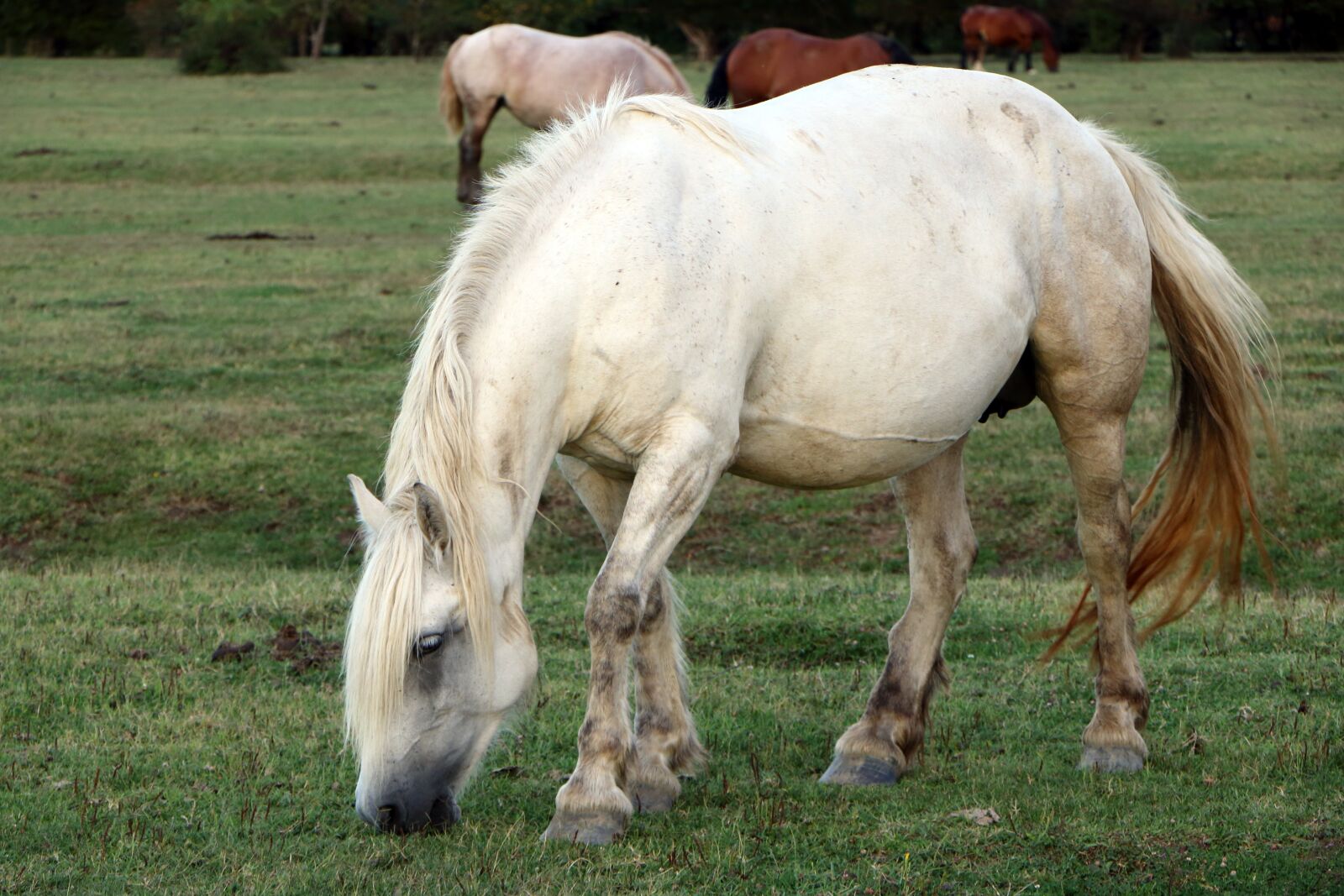 Canon EF-S 18-135mm F3.5-5.6 IS STM sample photo. Horses, pasture, animal photography