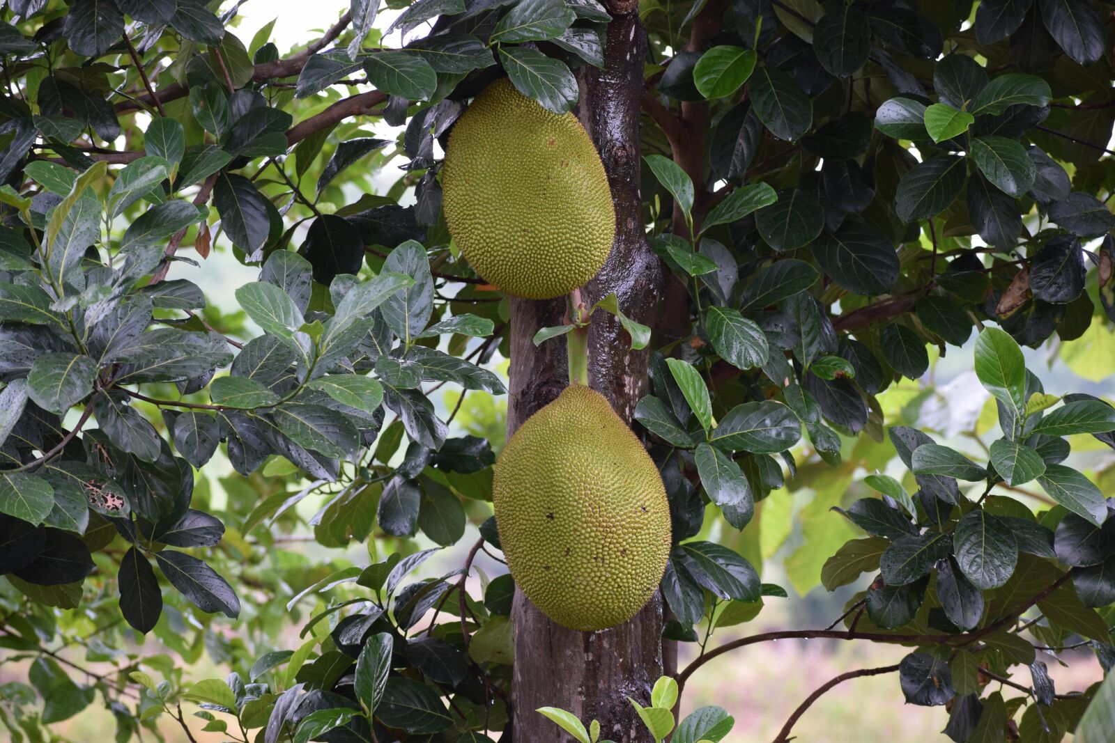 Nikon D3300 sample photo. Jackfruit, fruit, home photography