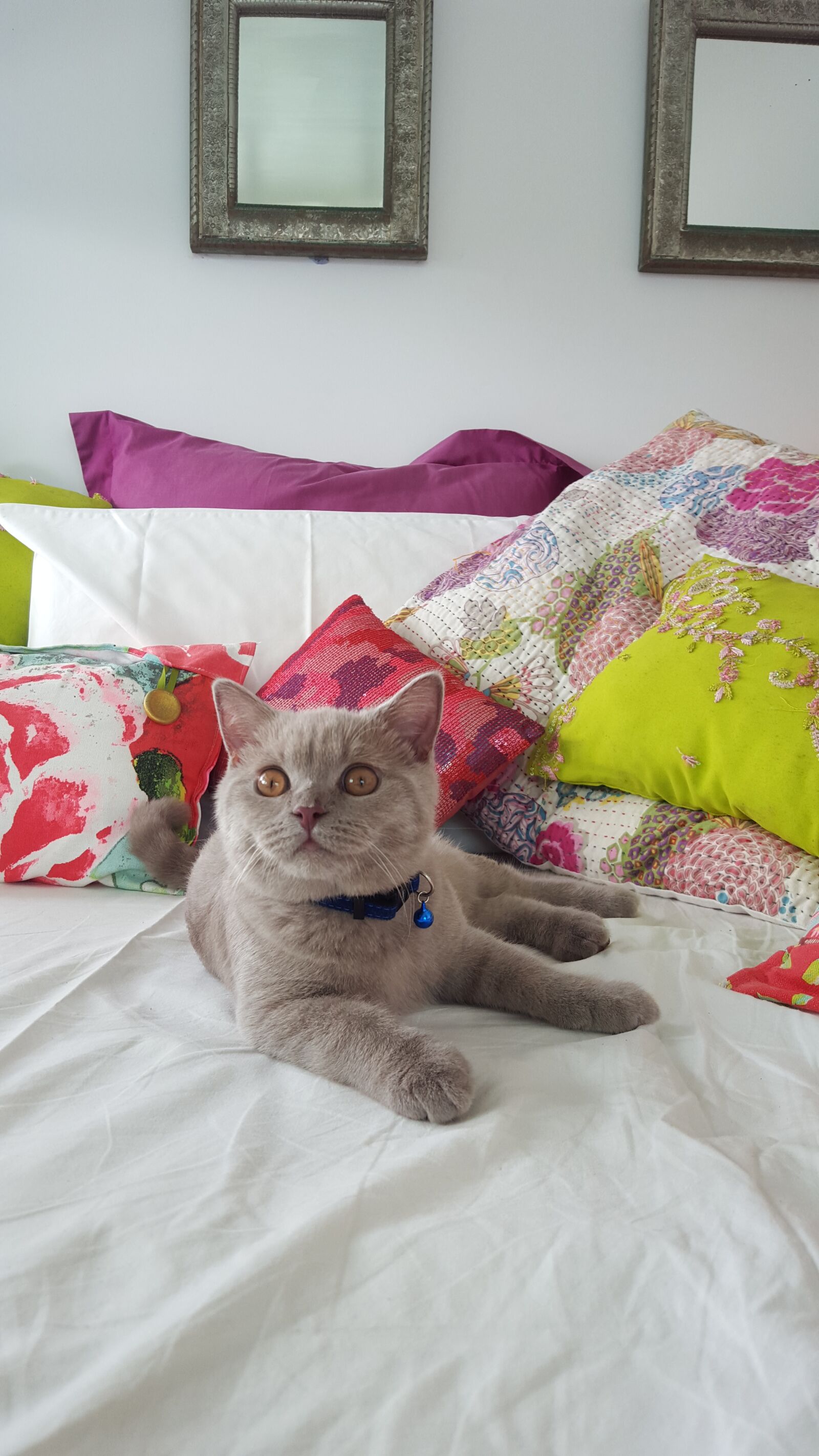 Samsung Galaxy S6 sample photo. British short hair, cat photography