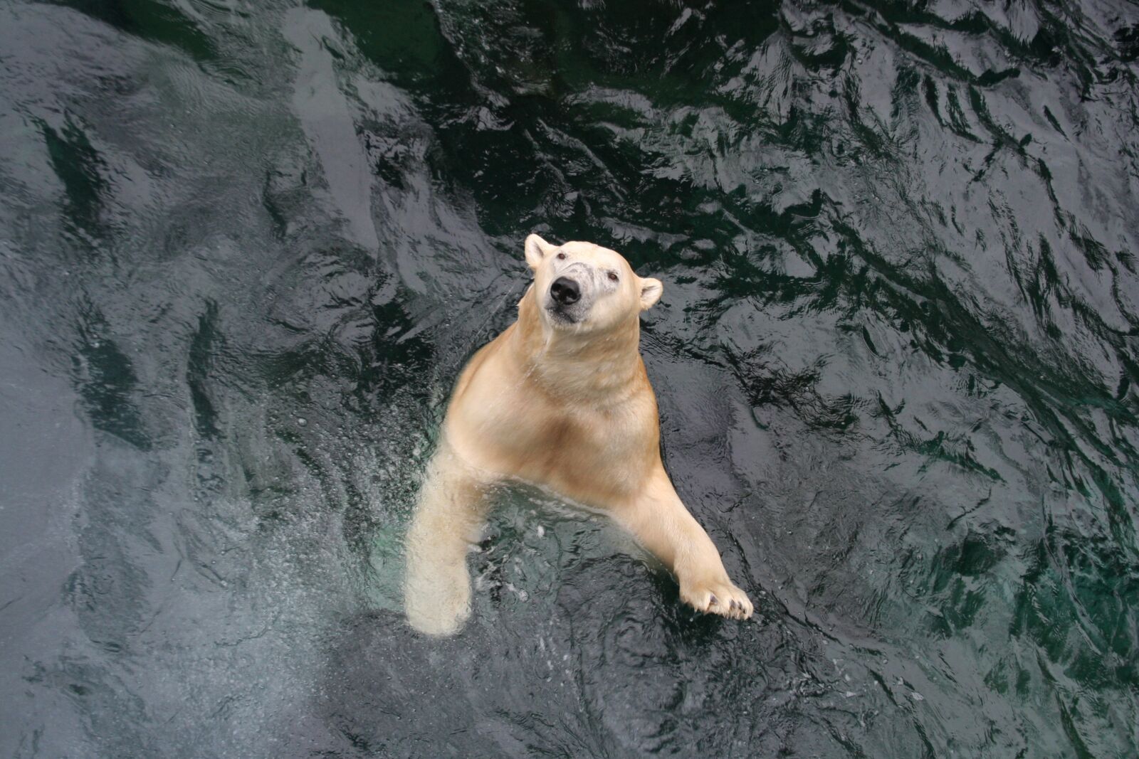 Canon EOS 350D (EOS Digital Rebel XT / EOS Kiss Digital N) sample photo. Polar bear, bear, swim photography