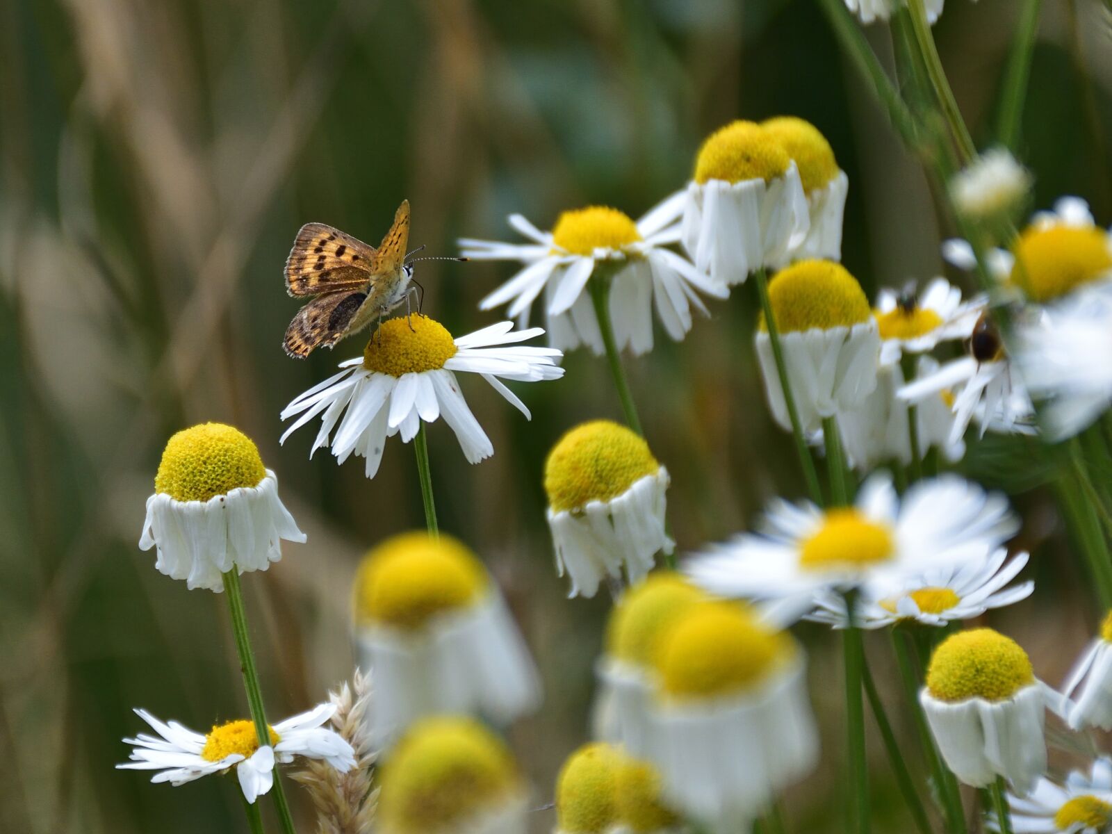 Nikon D5500 sample photo. Butterfly, marguerite, close up photography