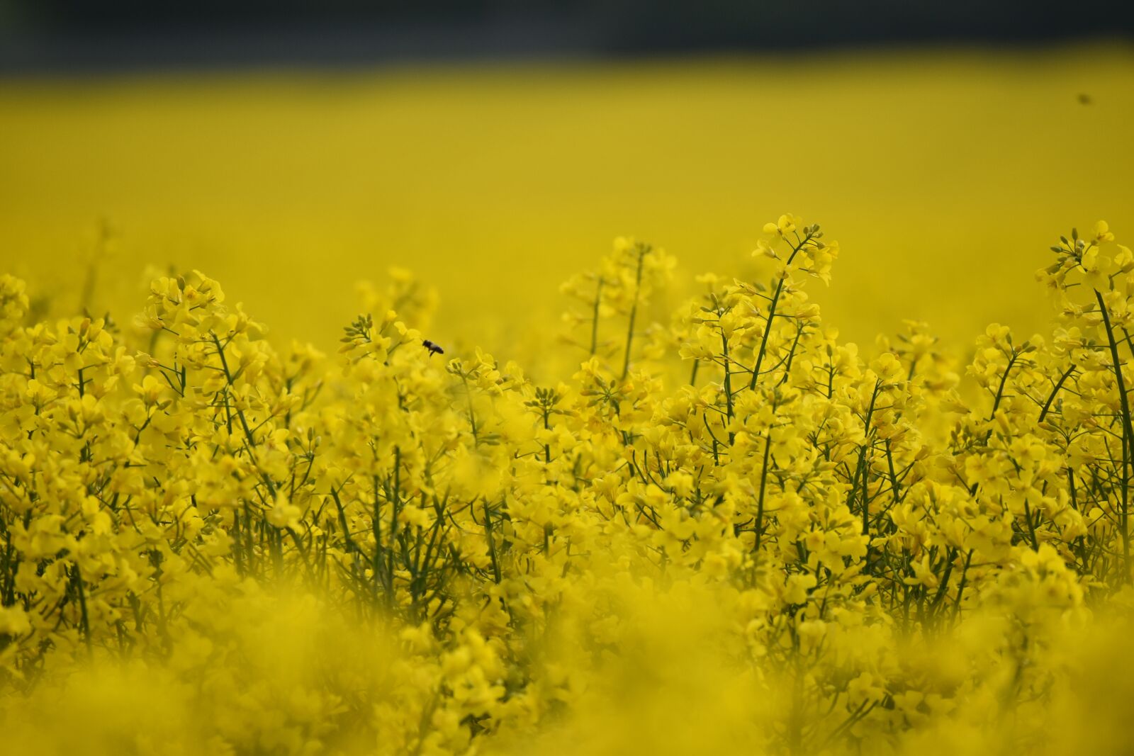 Nikon D3500 sample photo. Oilseed rape, field of photography