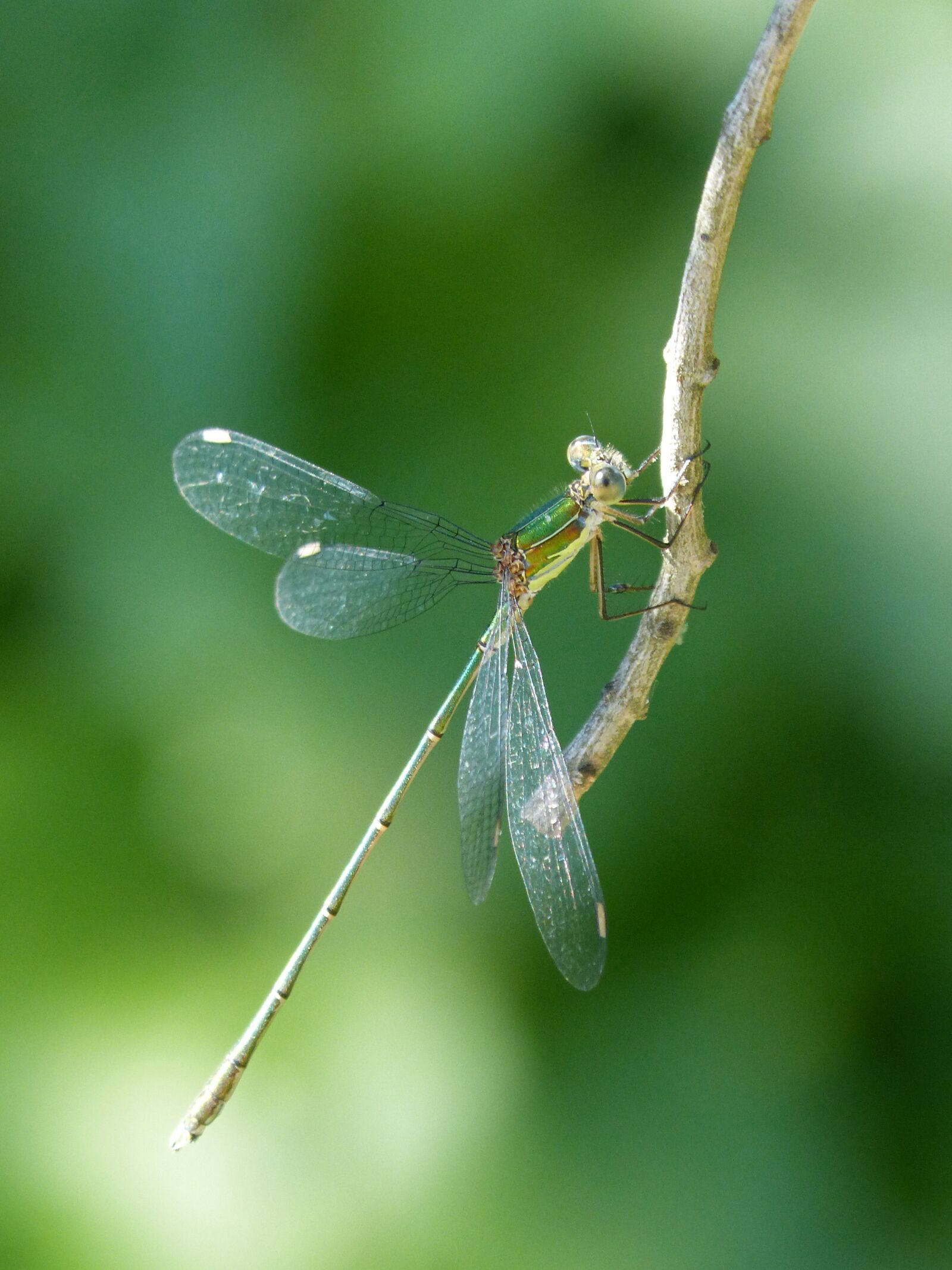 Panasonic DMC-FZ62 sample photo. Dragonfly, damselfly, green dragonfly photography