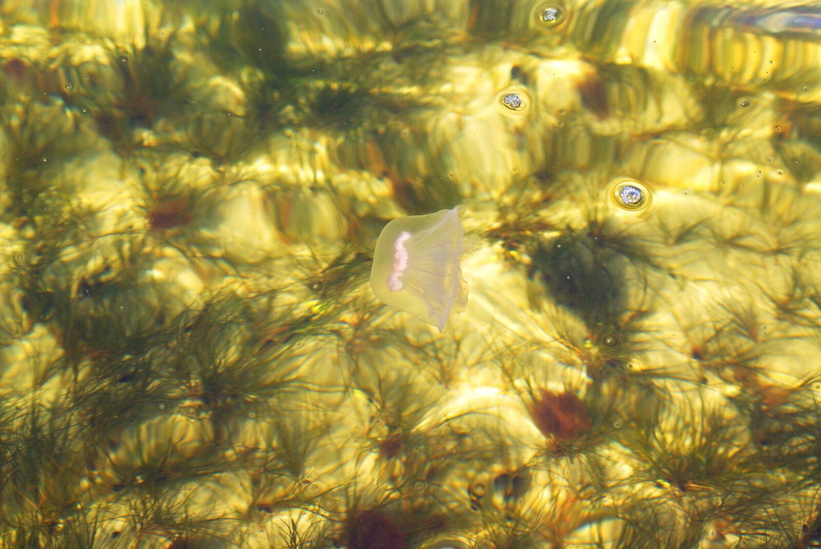 Sony Alpha DSLR-A300 sample photo. Jellyfish, chełbia, tit photography