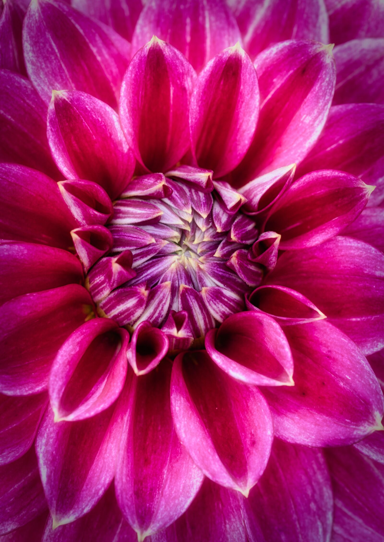 Canon EOS 200D (EOS Rebel SL2 / EOS Kiss X9) sample photo. Dahlia, bright, red photography