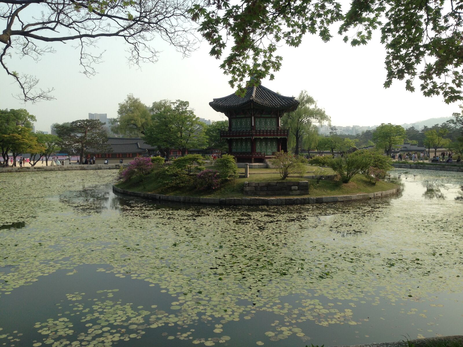 iPhone 5 back camera 4.12mm f/2.4 sample photo. Pond, tree, nature photography