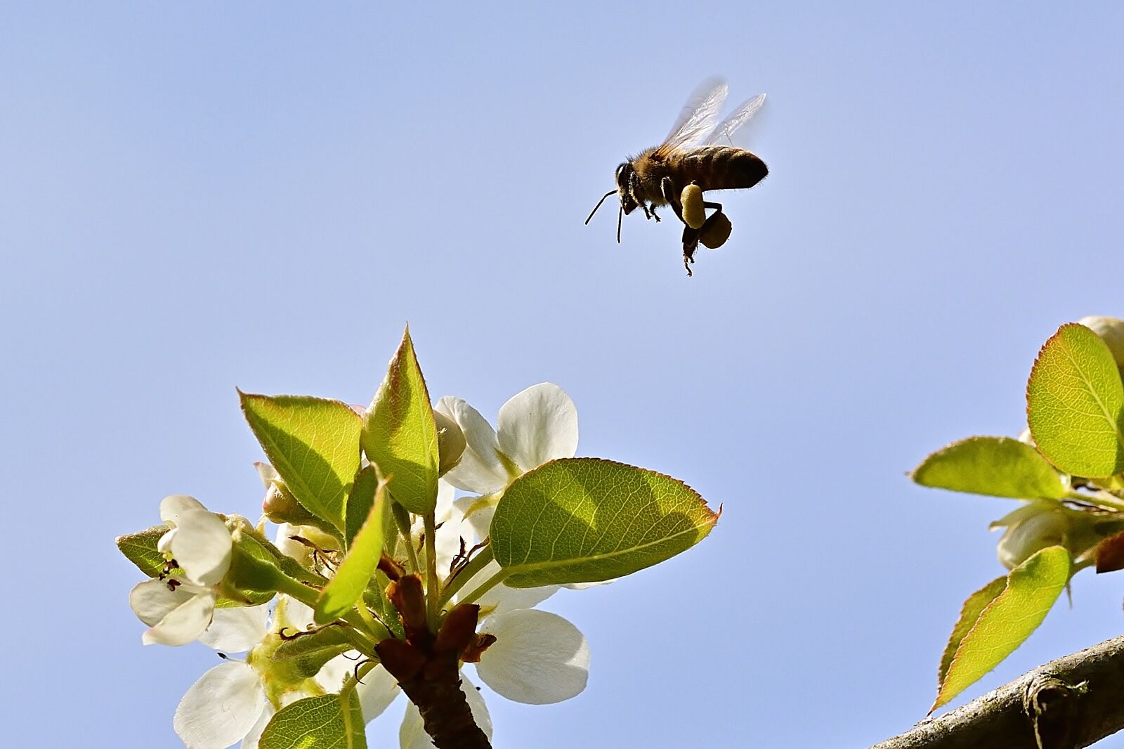 Nikon D5200 sample photo. Spring, bee, flowers photography