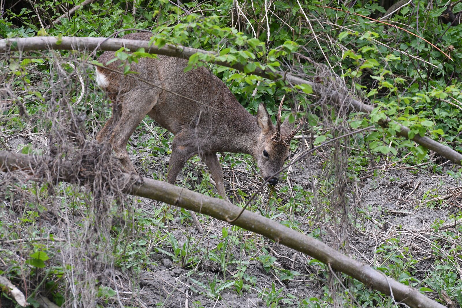 Nikon D500 sample photo. Roe deer, hirsch, wild photography