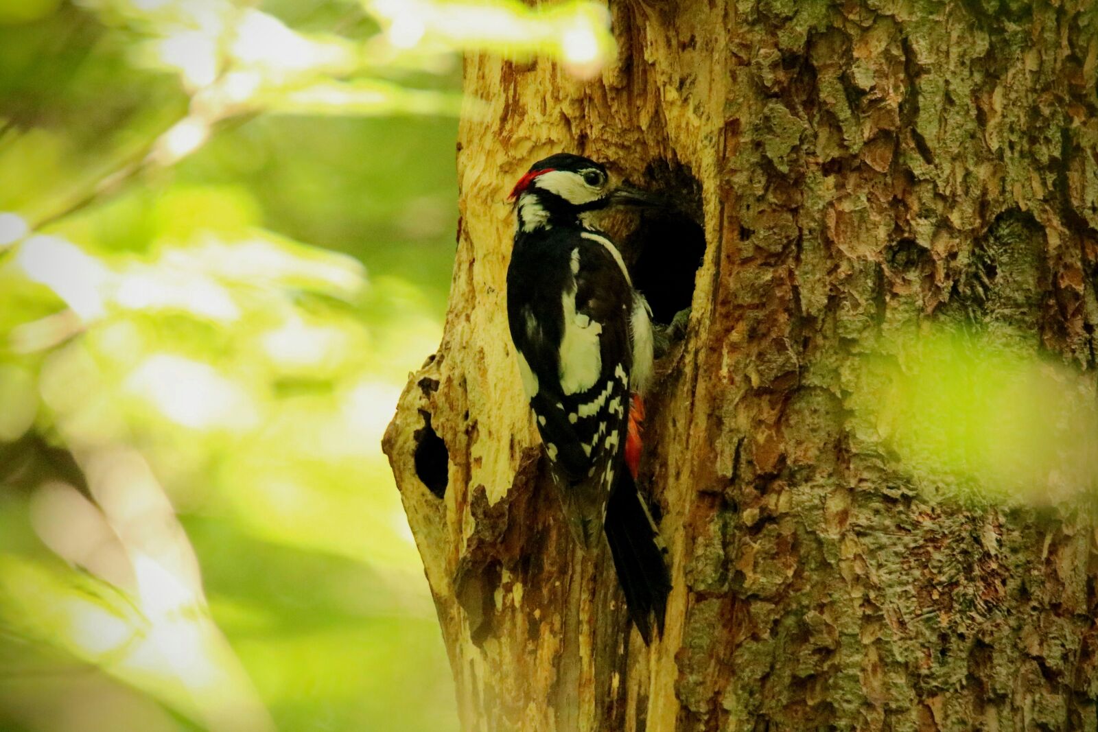 Canon EOS 750D (EOS Rebel T6i / EOS Kiss X8i) + Tamron SP 150-600mm F5-6.3 Di VC USD sample photo. Great spotted woodpecker, bird photography