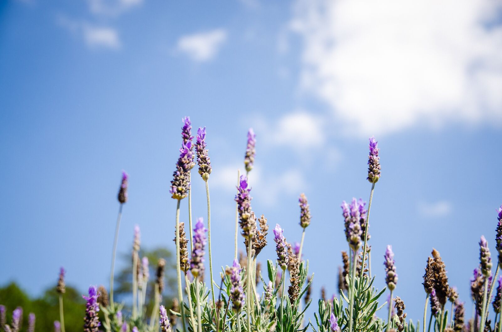 Nikon D7000 sample photo. đà lạt, lavender, travel photography