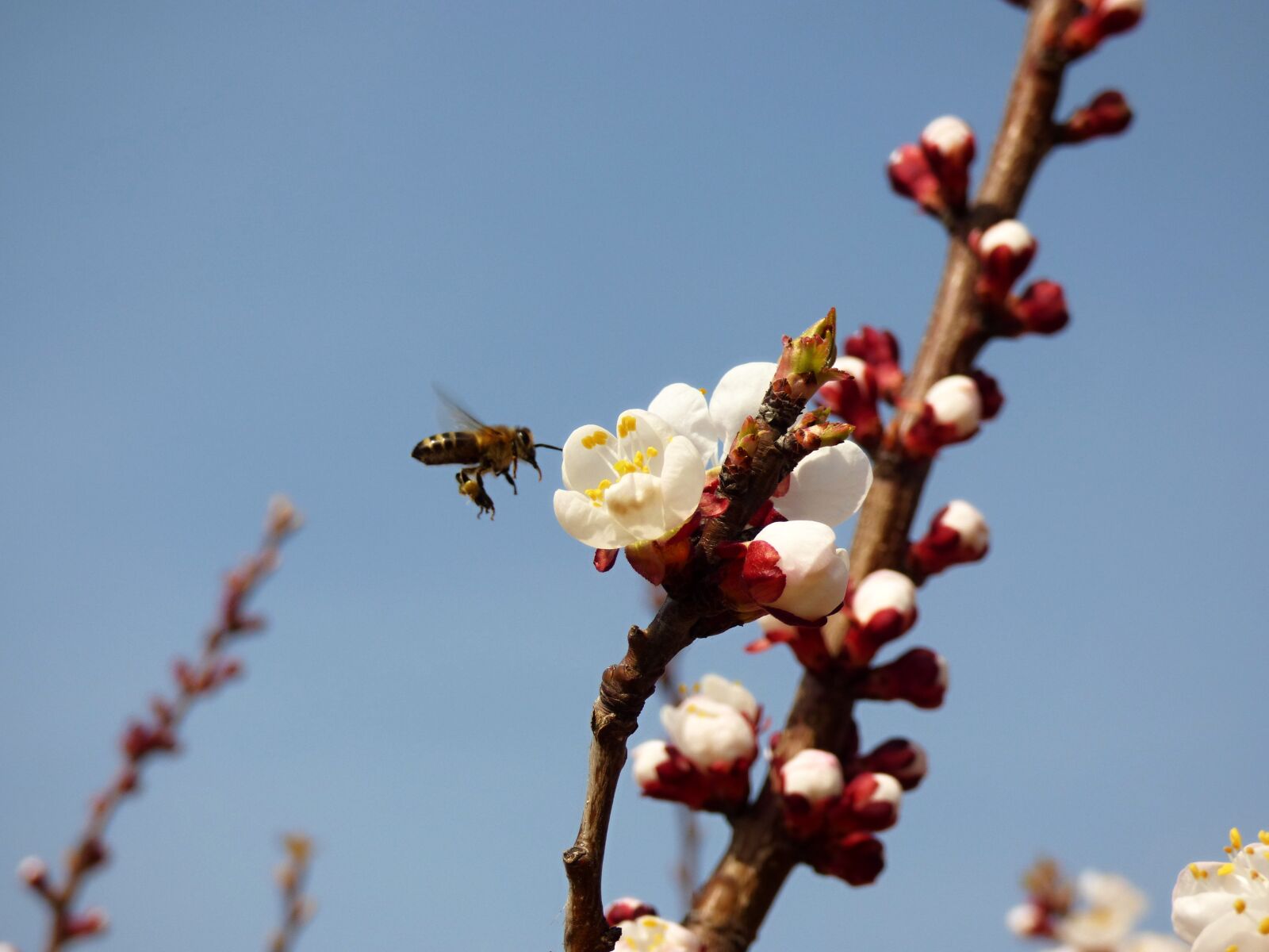 Panasonic DMC-FZ72 sample photo. Bee, flower, apricot photography
