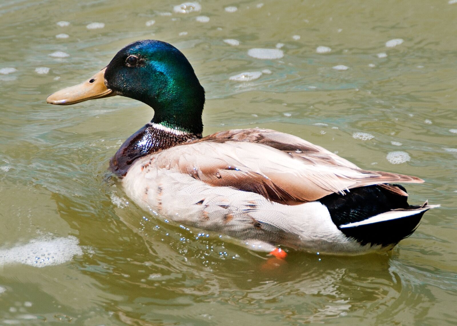 Canon EOS-1D Mark II sample photo. Duck, albufera, lake photography