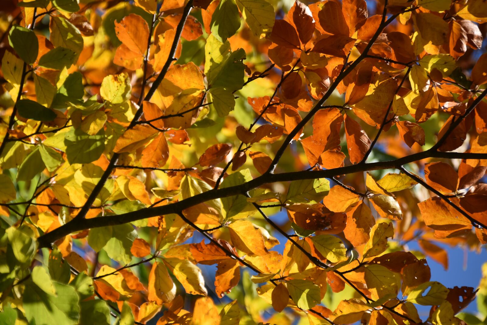 Nikon D5600 sample photo. Leaves, branch trees, autumn photography