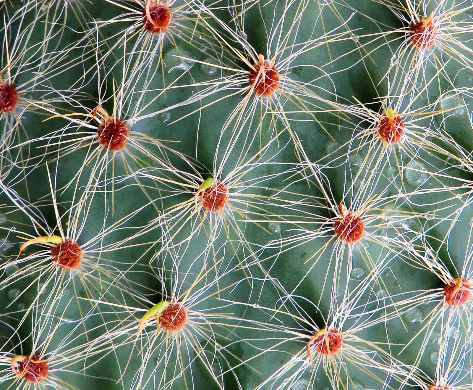 Canon PowerShot SX710 HS sample photo. Cactus, sting, plant photography