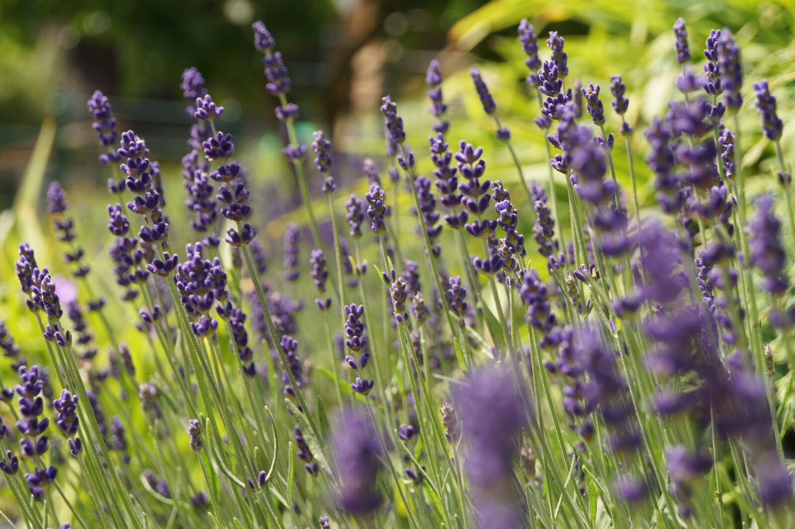 Sony DT 18-55mm F3.5-5.6 SAM II sample photo. Lavender, nature, bloom photography