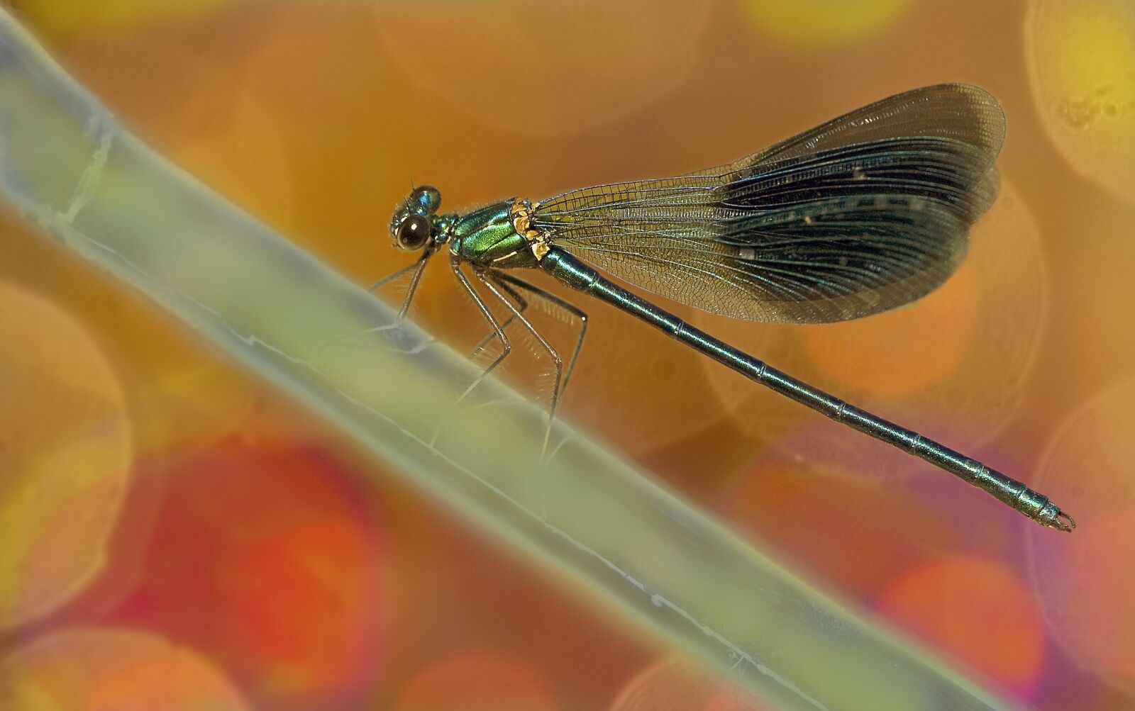 Nikon D300 sample photo. Dragonfly, nature, macro photography