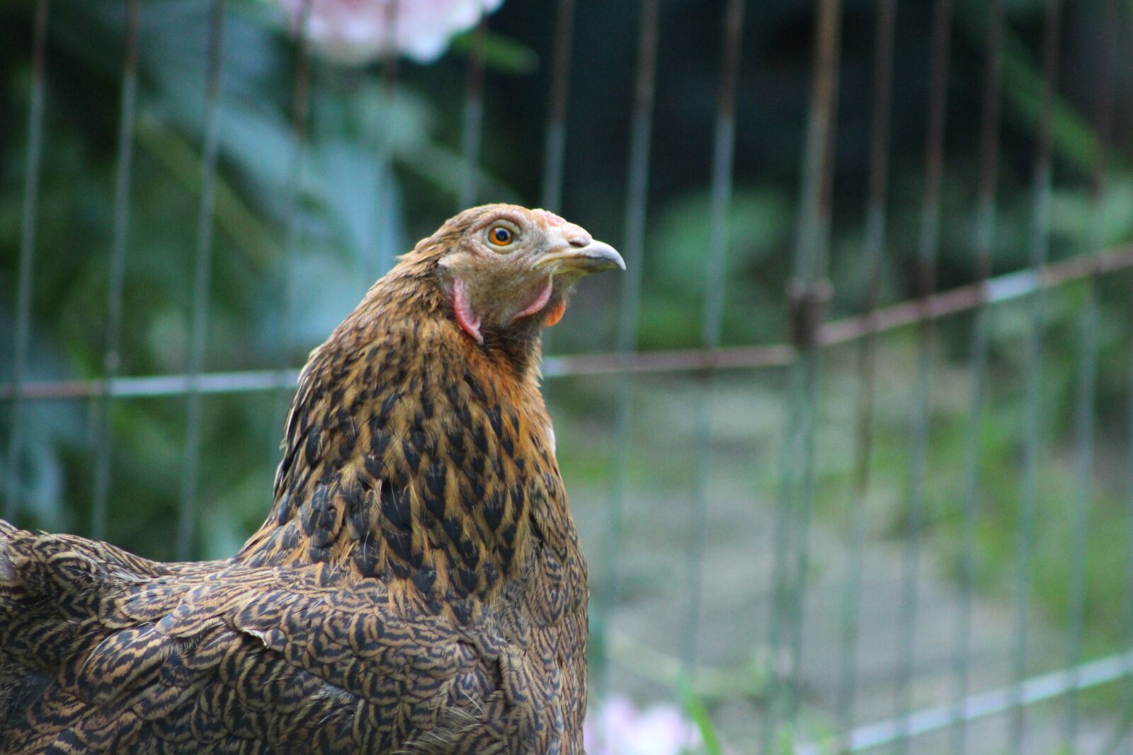 Canon EOS 700D (EOS Rebel T5i / EOS Kiss X7i) sample photo. Chicken, hen, poultry photography
