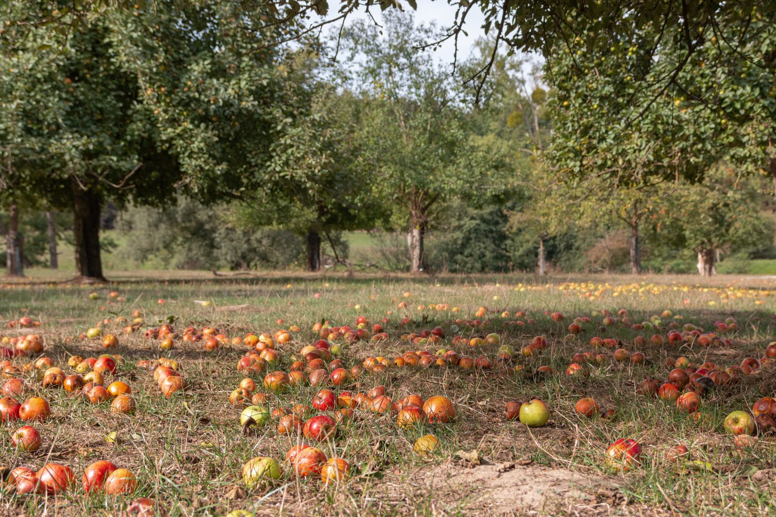 Canon EOS 70D sample photo. Apple, trees, nature photography