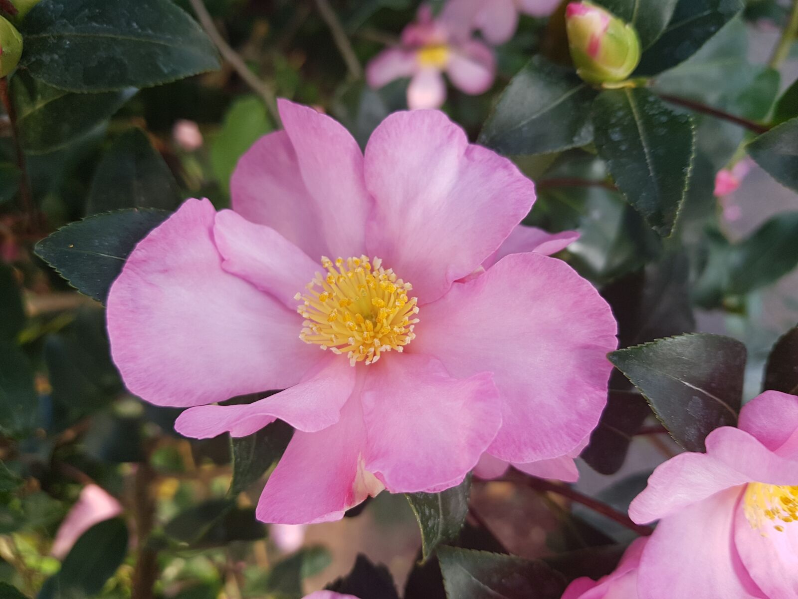 Samsung Galaxy S7 sample photo. Camellia, sasanqua, pink photography