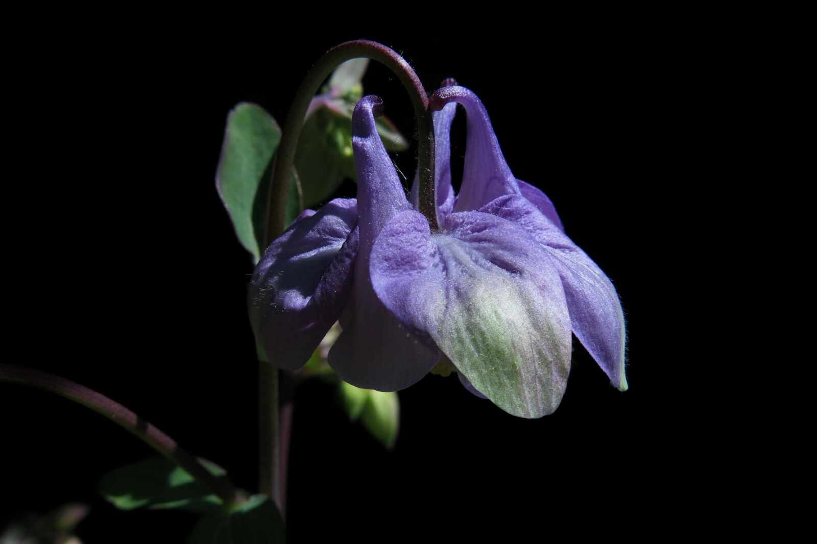 Canon PowerShot G15 sample photo. Columbine, blue, blossom photography