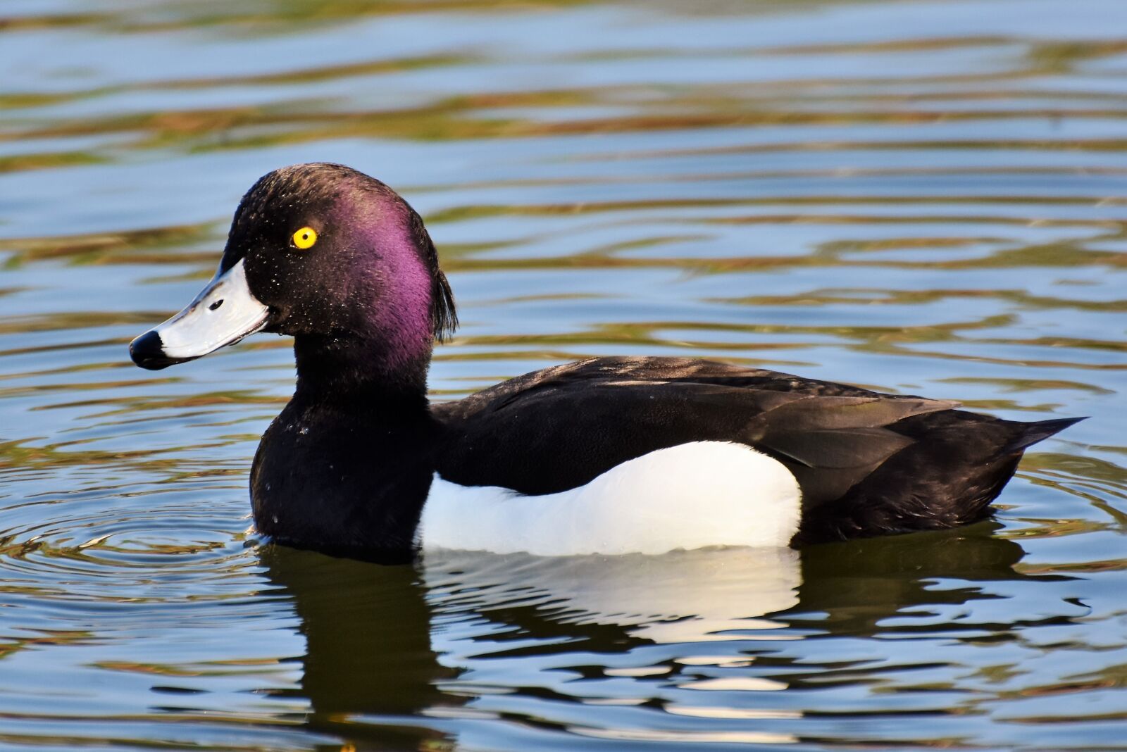 Nikon D7200 sample photo. Violet duck, small mountain photography