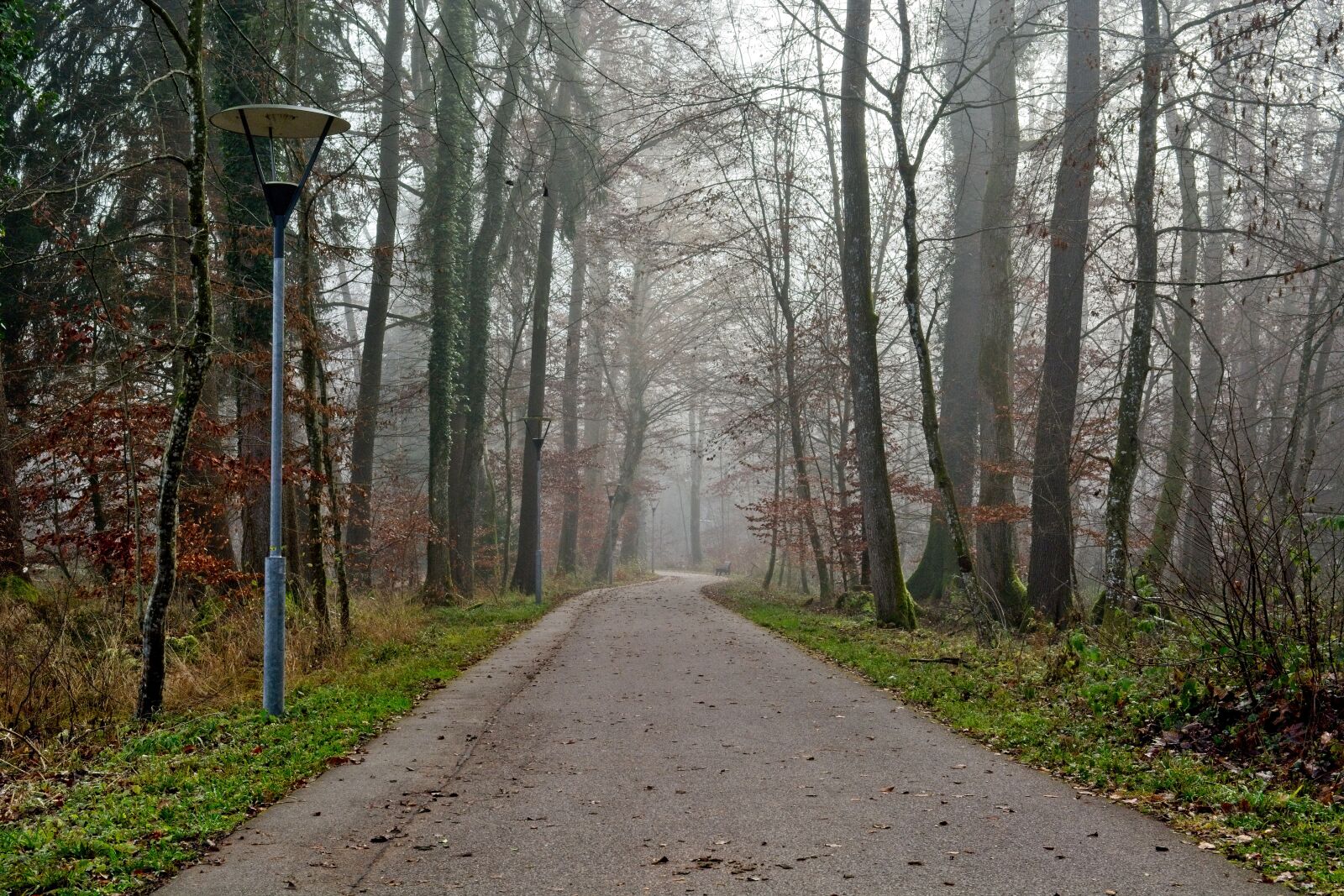 Nikon D7100 sample photo. Fog, forest, trees photography