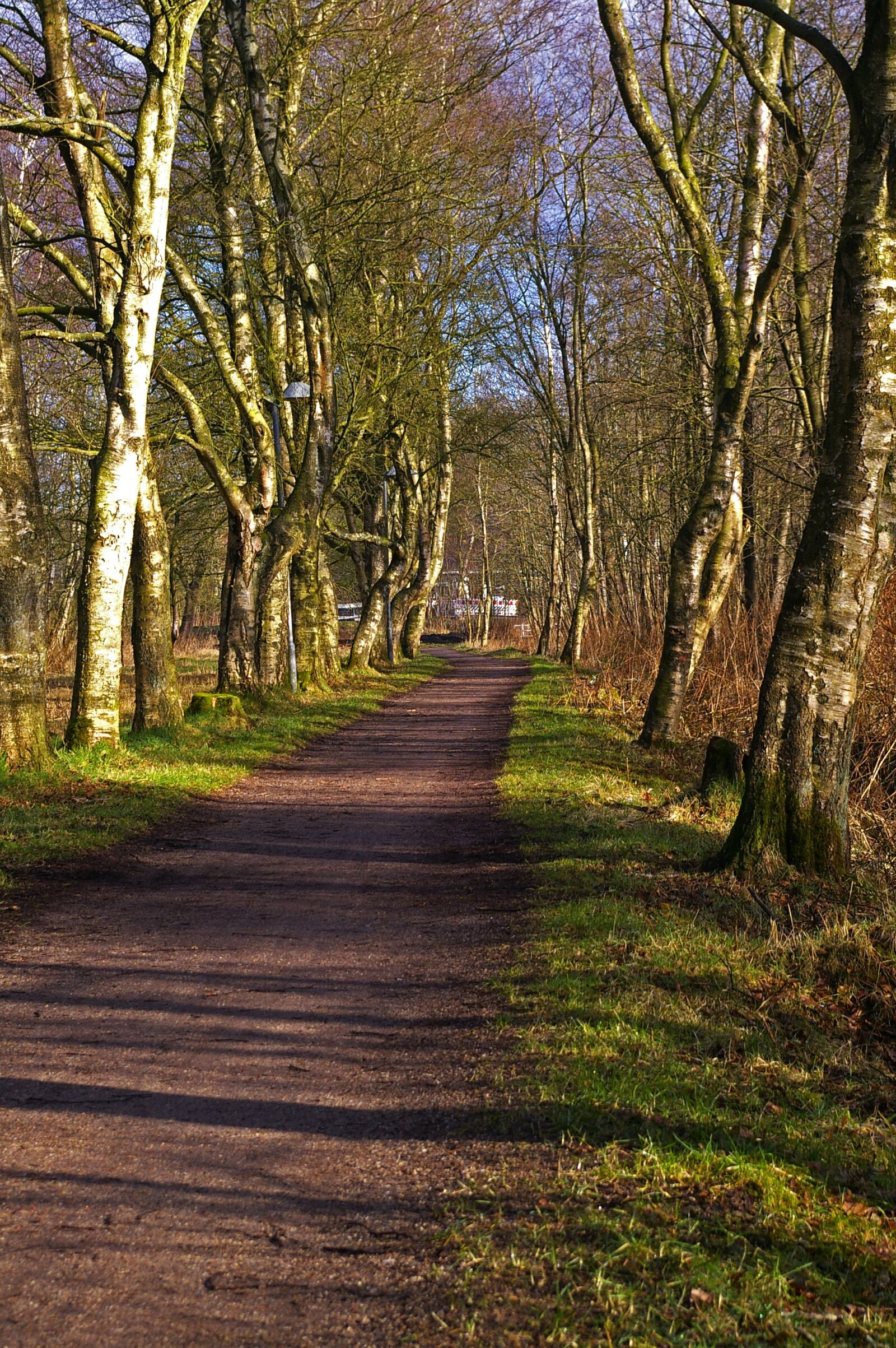 Pentax *ist DL2 sample photo. Forest, forest path, nature photography