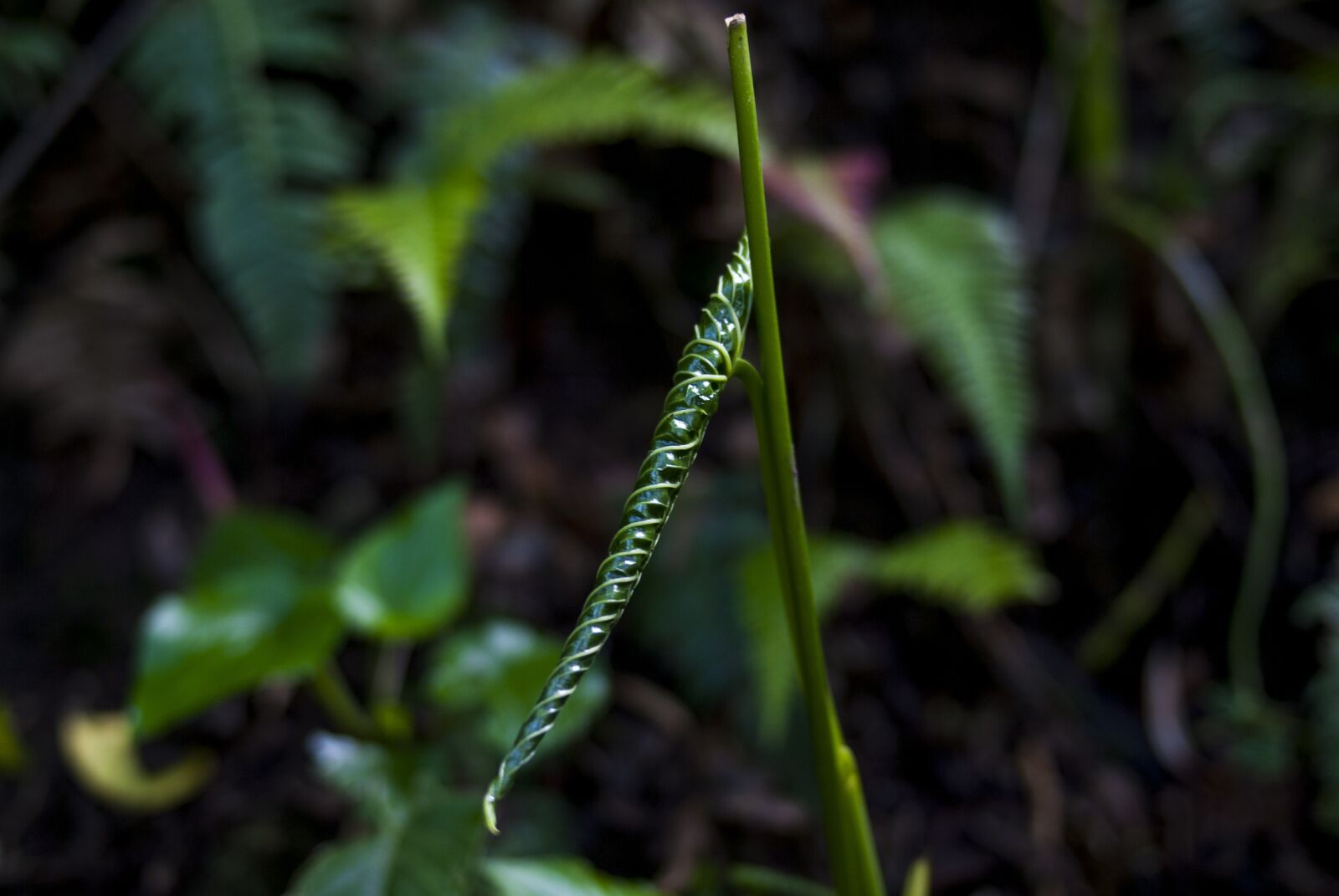Nikon D60 sample photo. Leaf, plant, outdoors photography