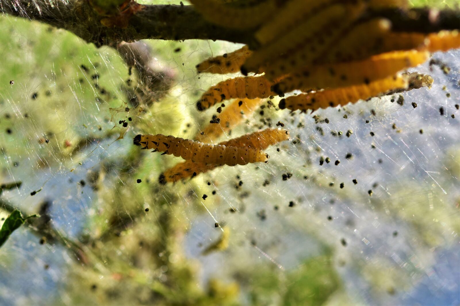 Nikon D7200 sample photo. Caterpillar, larva, galleriinae photography