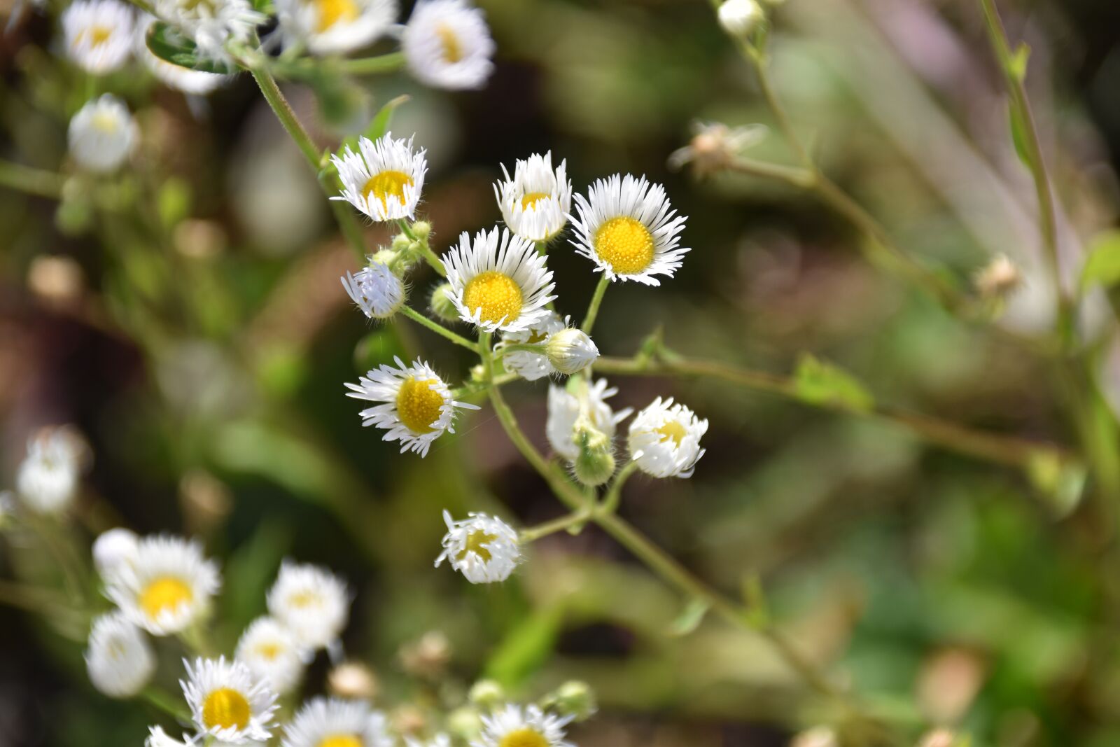 Nikon D5600 sample photo. Leaves, daisies, white petals photography