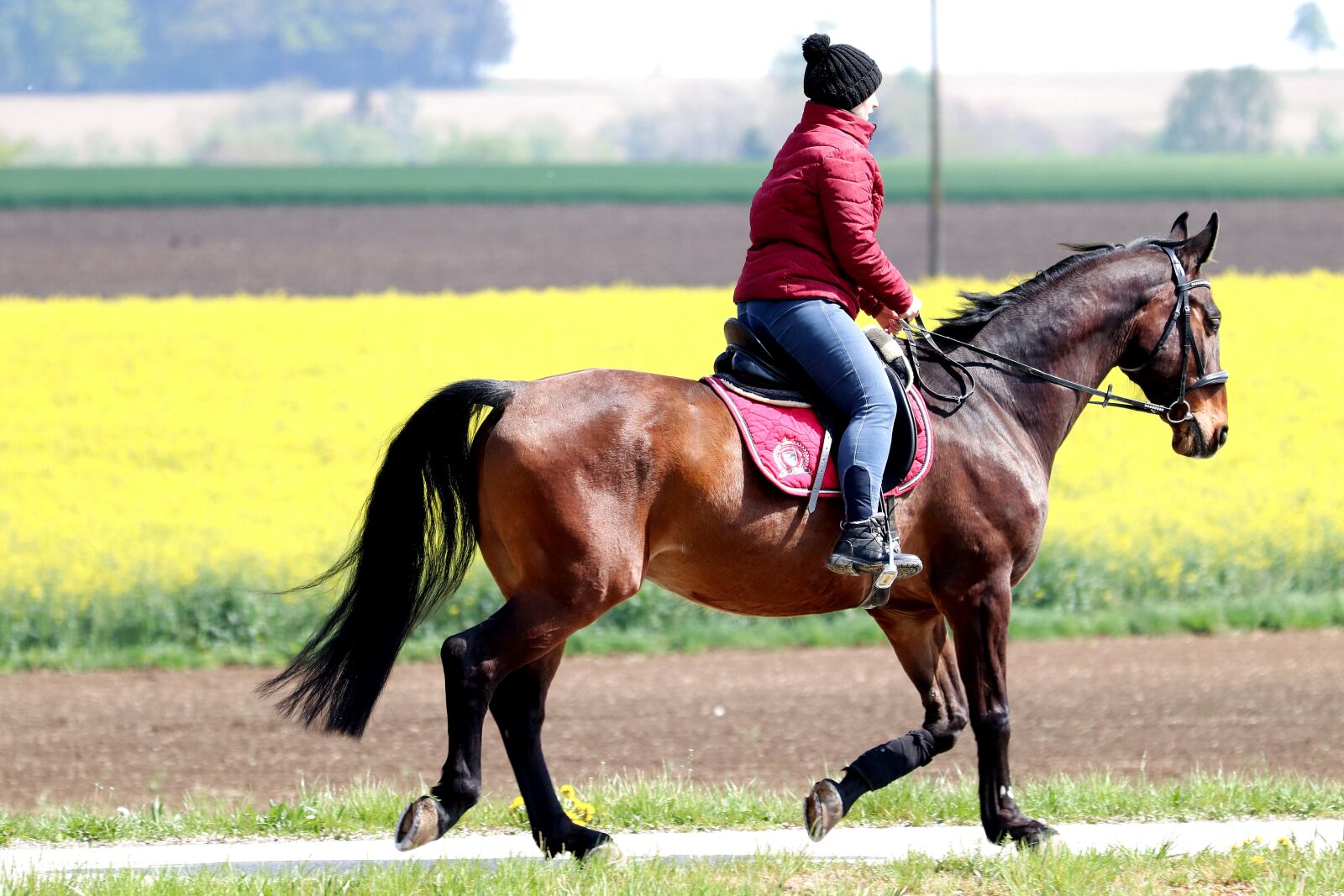 Canon EOS 77D (EOS 9000D / EOS 770D) sample photo. Ride, leisure, horsewoman photography