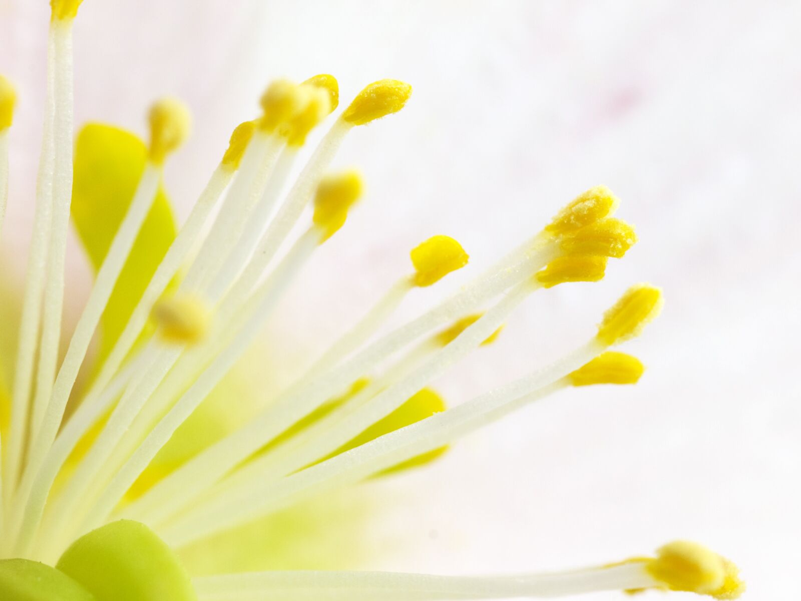 Olympus E-510 (EVOLT E-510) sample photo. Flower, blossom, bloom photography