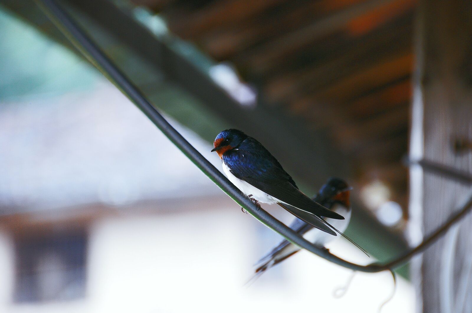 Nikon D40X sample photo. Swallow, two, birds photography